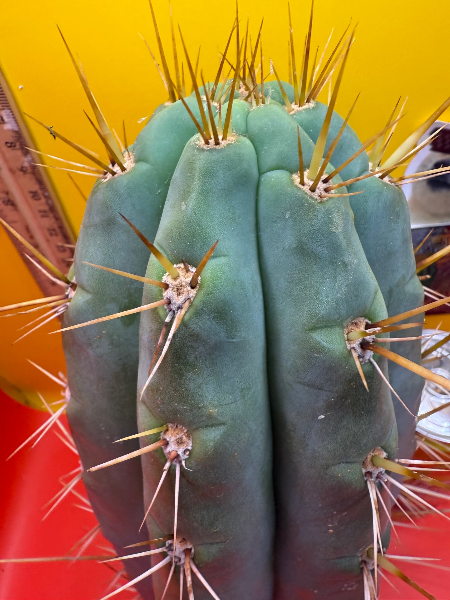 TRICHOCEREUS MACROGONUS !