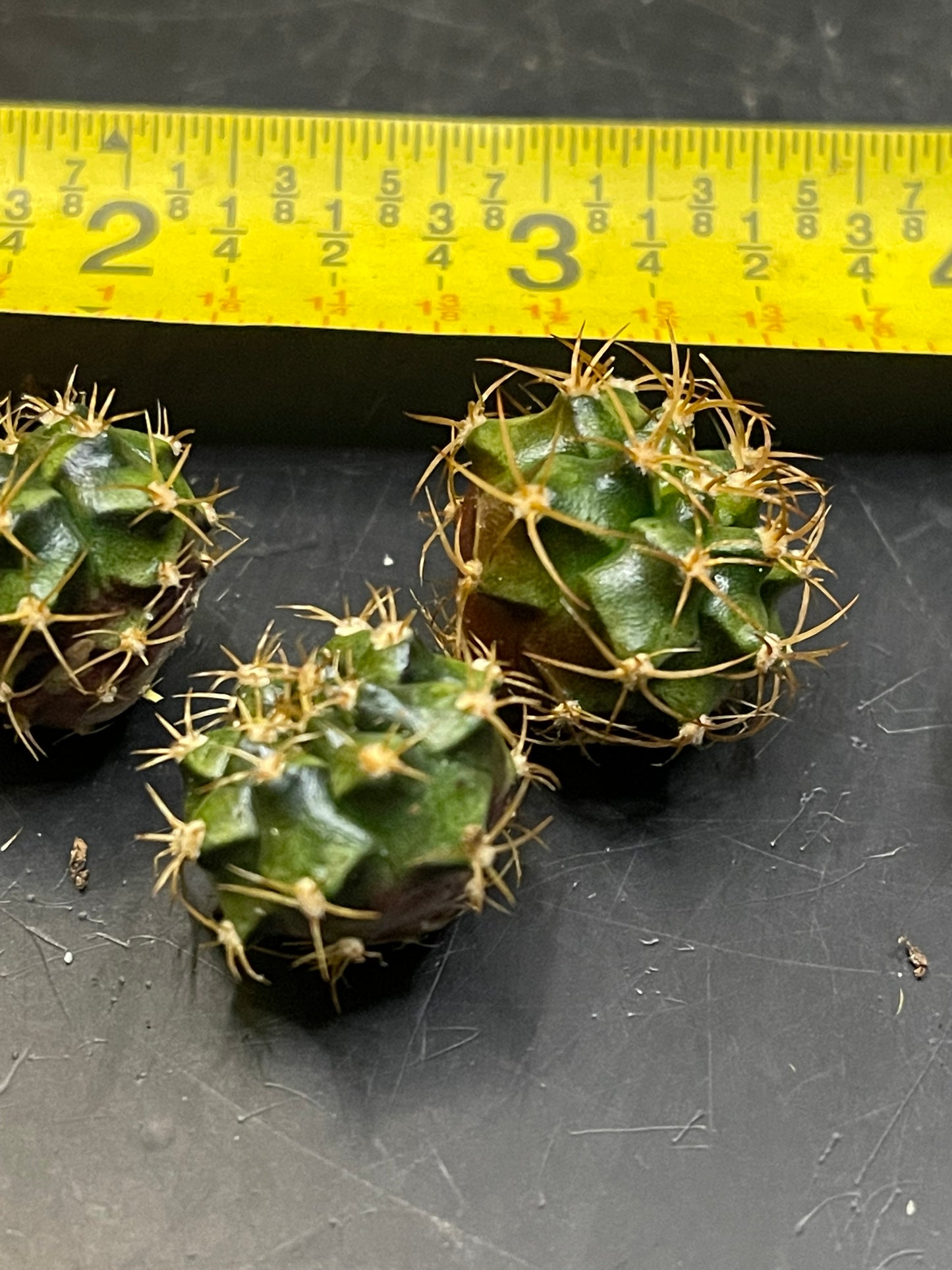 DAVES DOLLAR DAYS Gymno pups