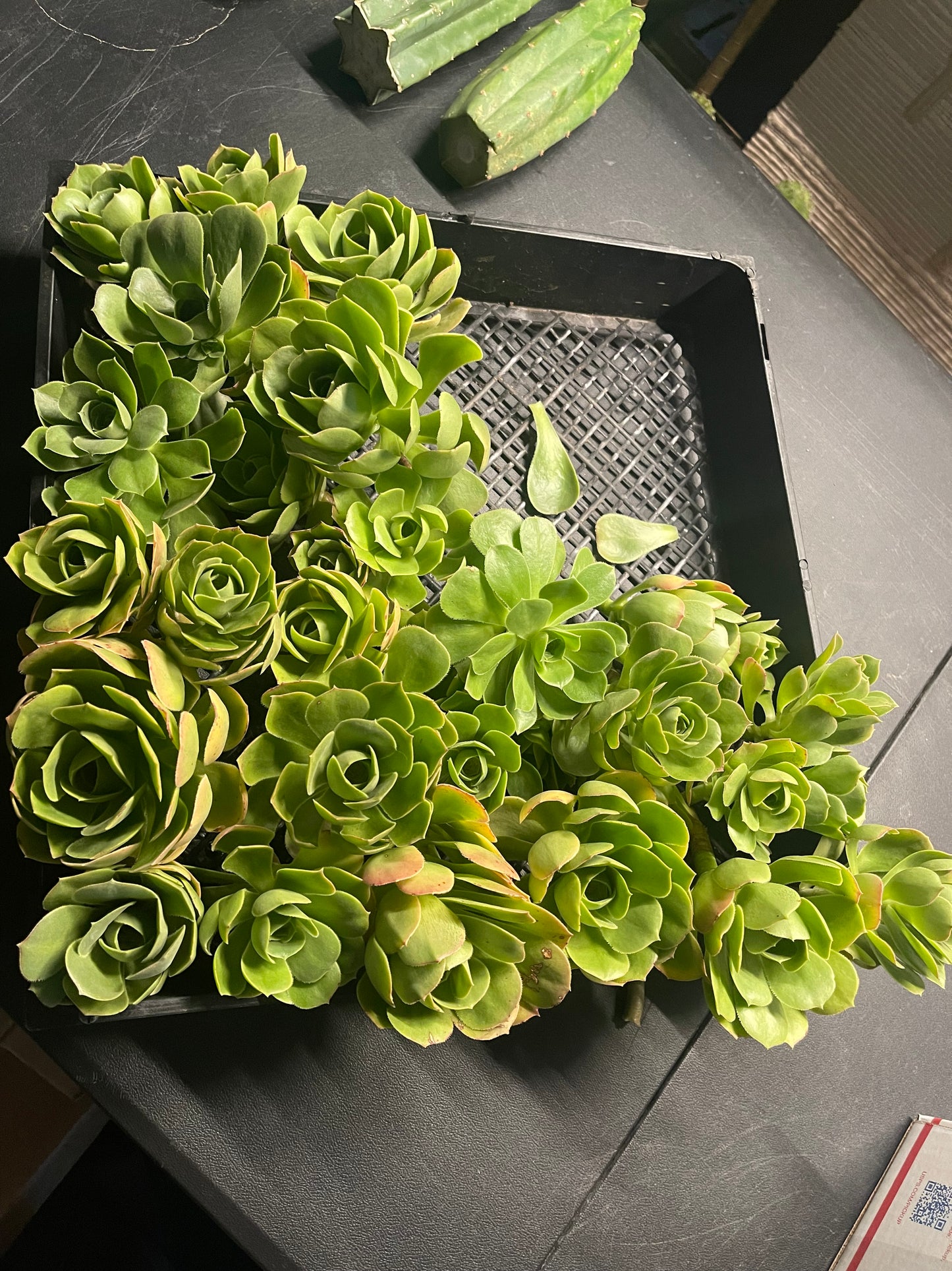 Aeonium - 30 cuttings