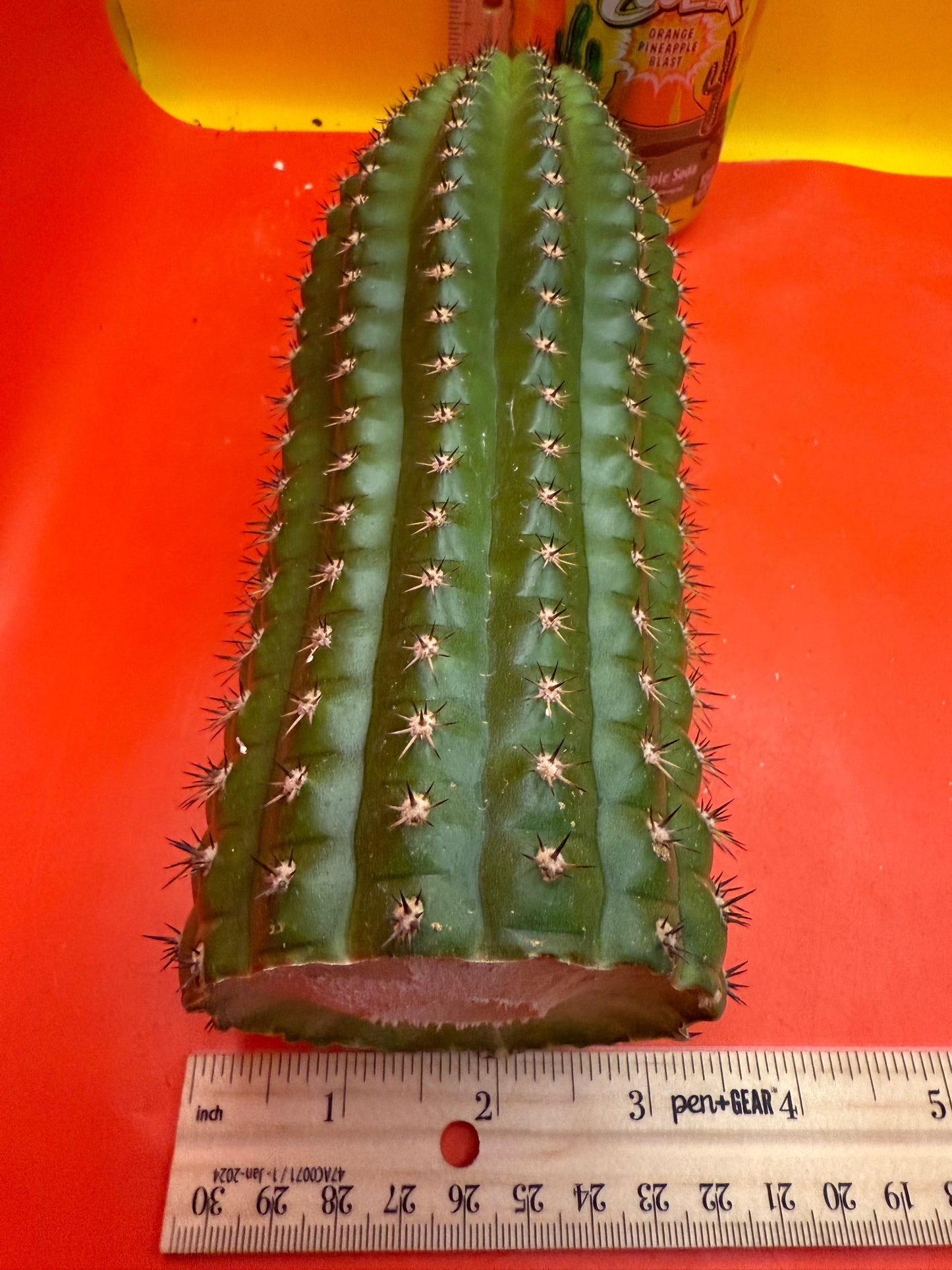 Trichocereus Brevispinulosus