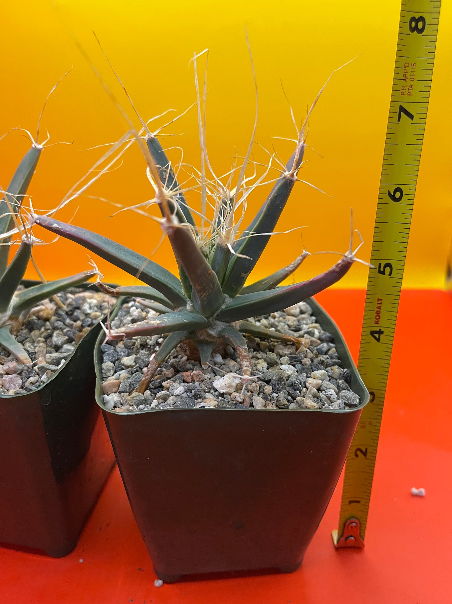 Leuchtenbergia principis true cactus !