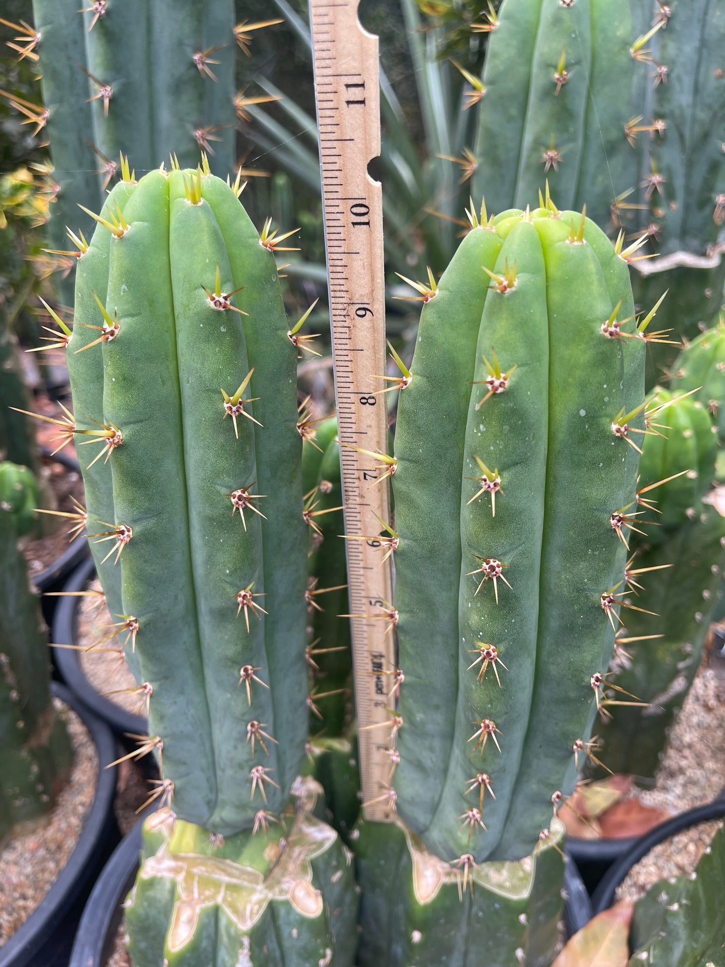 TIG X YOWIE - SAN pedro cactus
