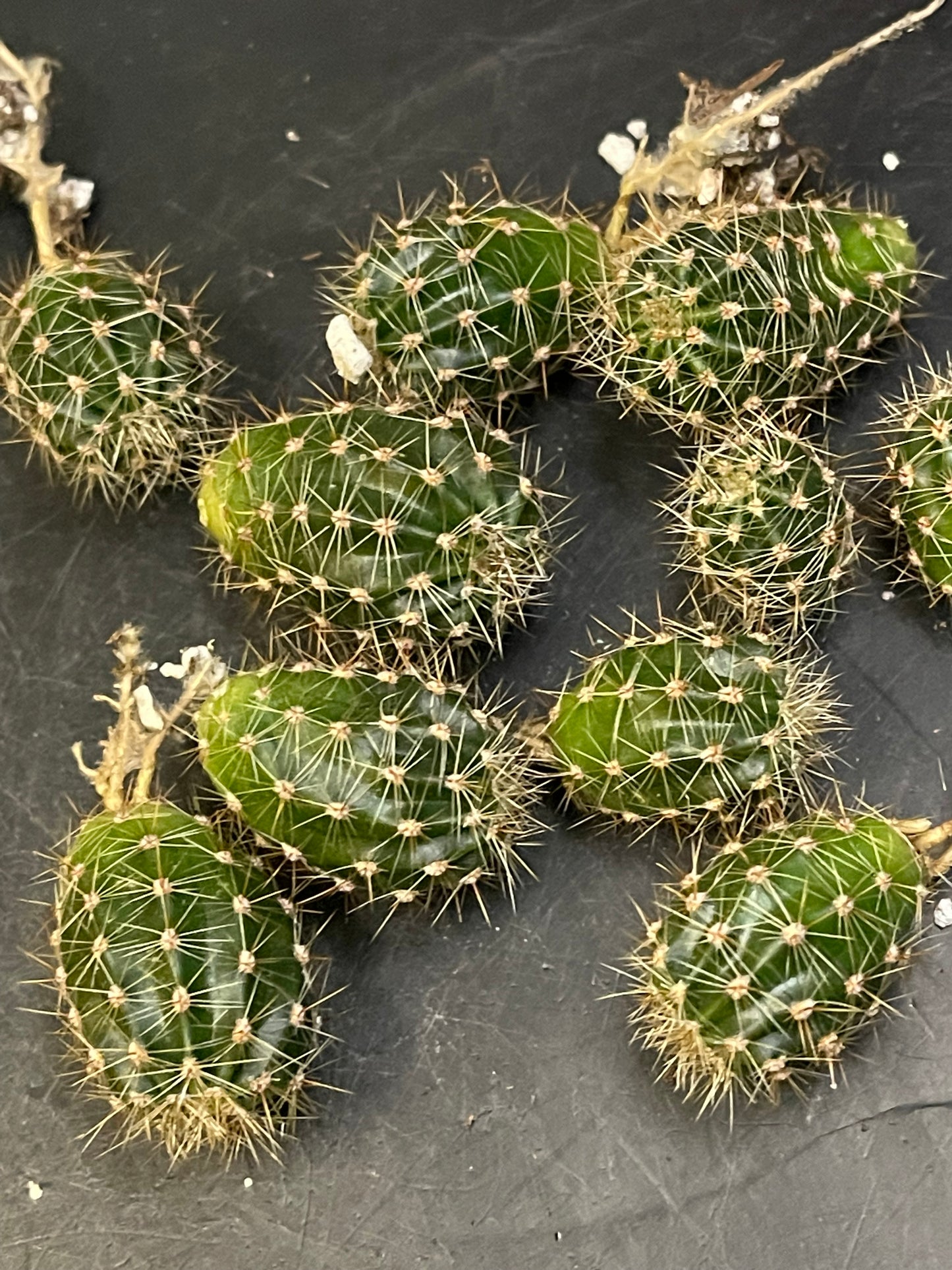 2$ echinopsis pups !!!