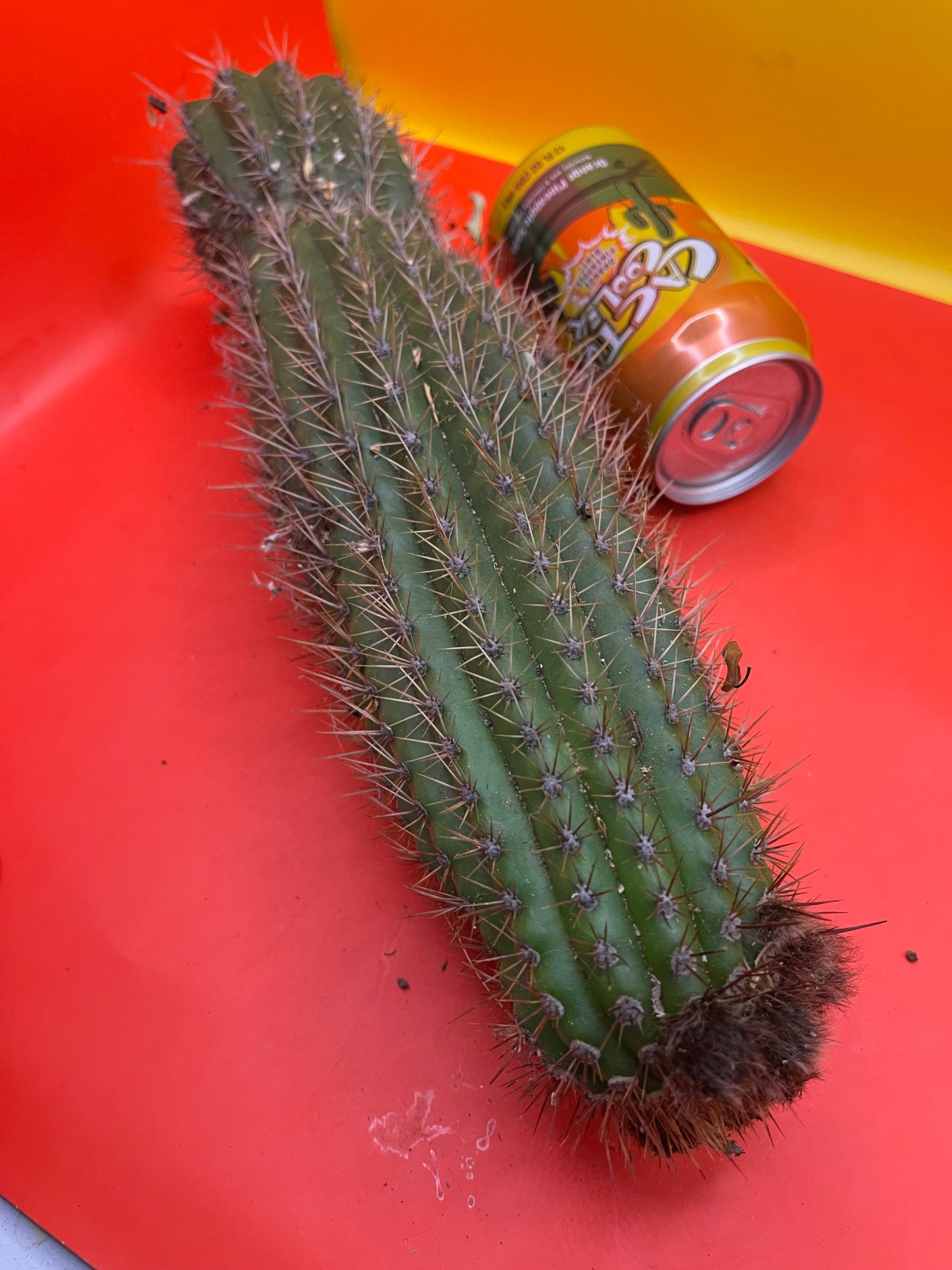Trichocereus Spachianus ! With flower buds !