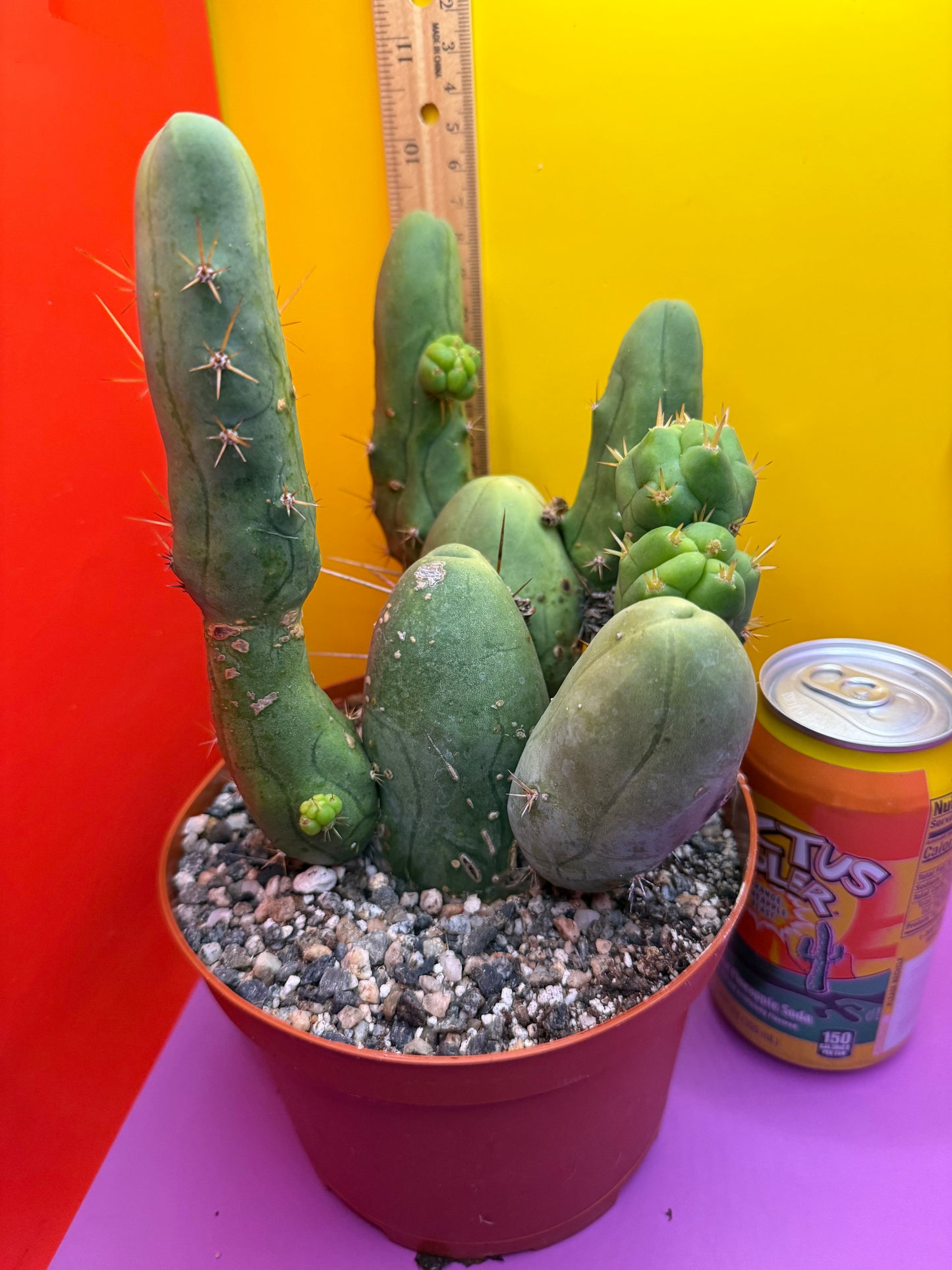 Trichocereus bridgesii monstrose over 10 segments , fully rooted !