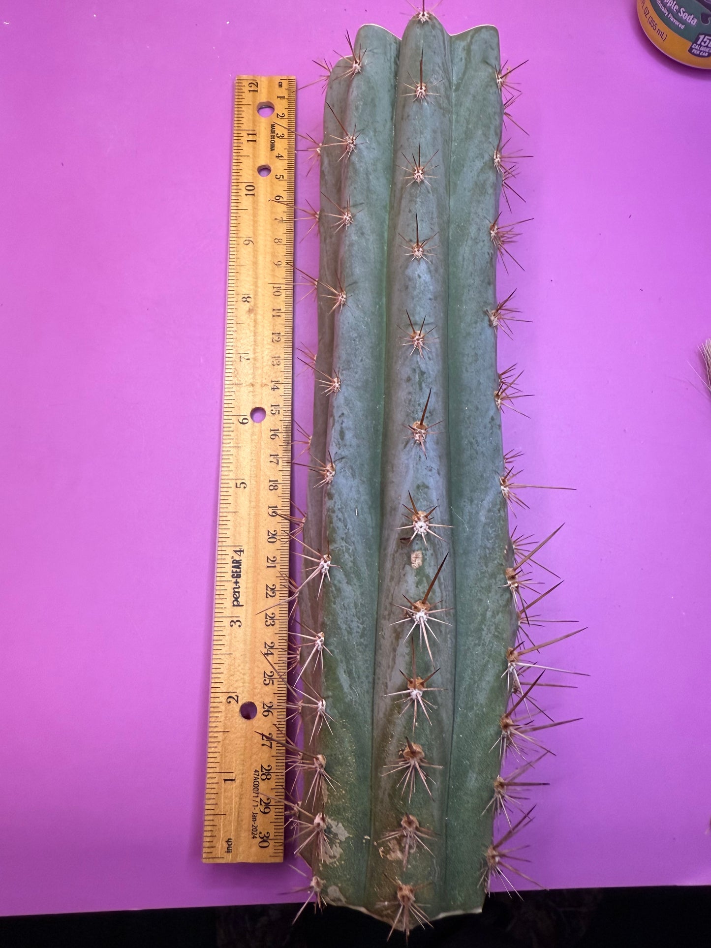 Sharxx Blue O.p. , this exact mid section cactus cutting