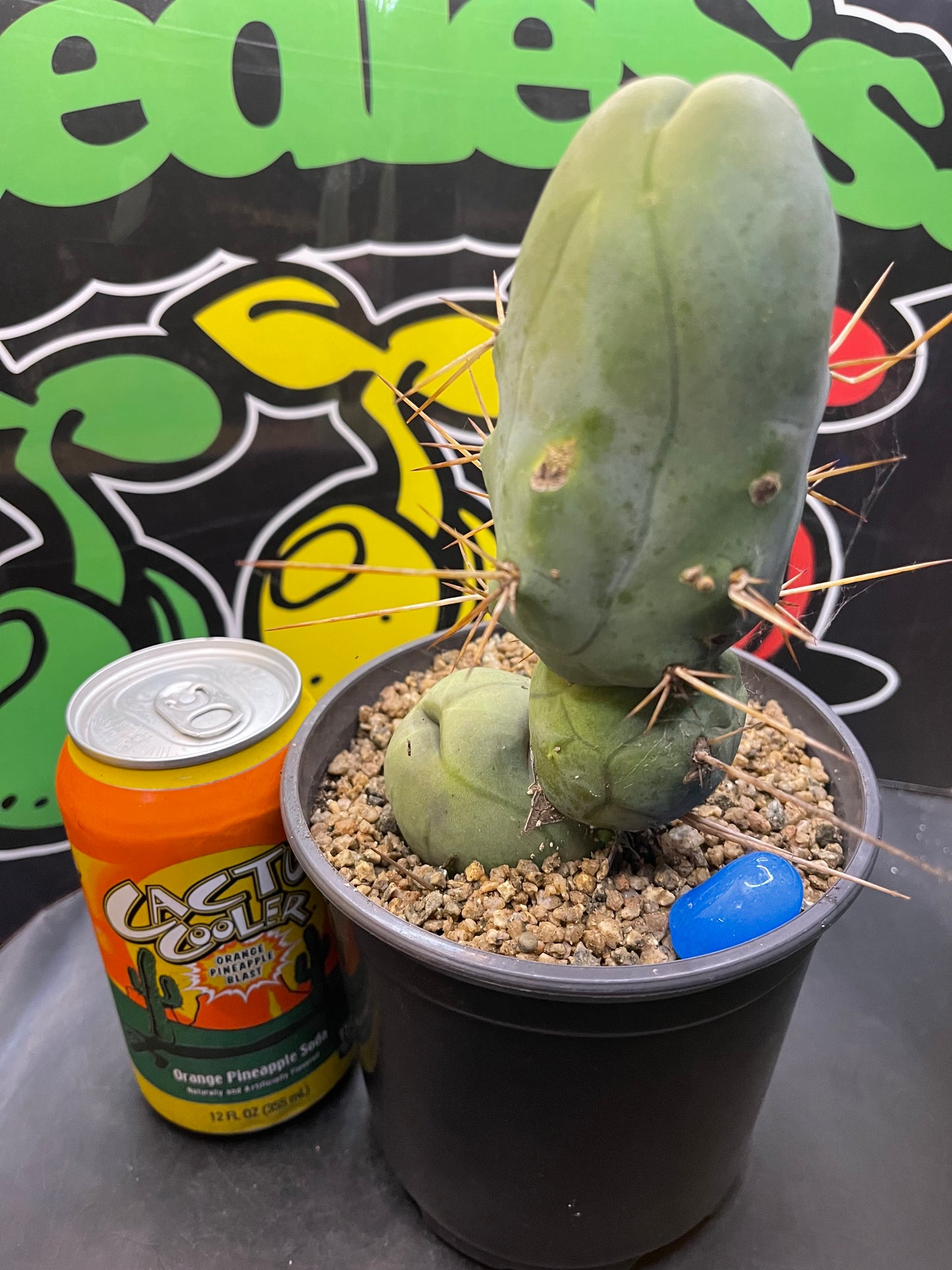 Tbm CACTUS