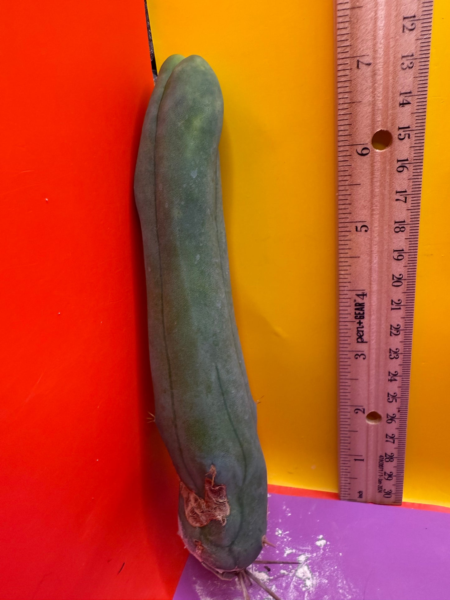 TBM-A LONG FORM CACTUS