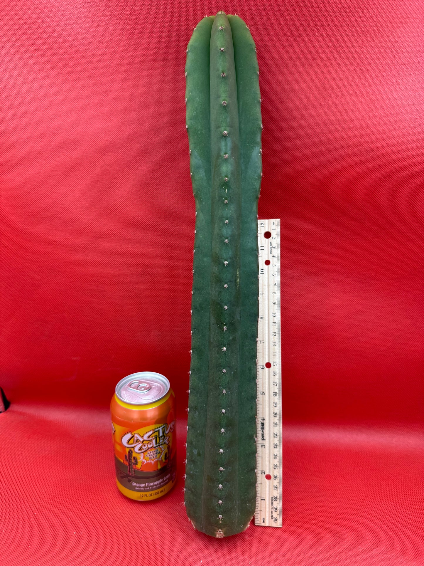 “CAHUILLA” 18 inches+ !!!!