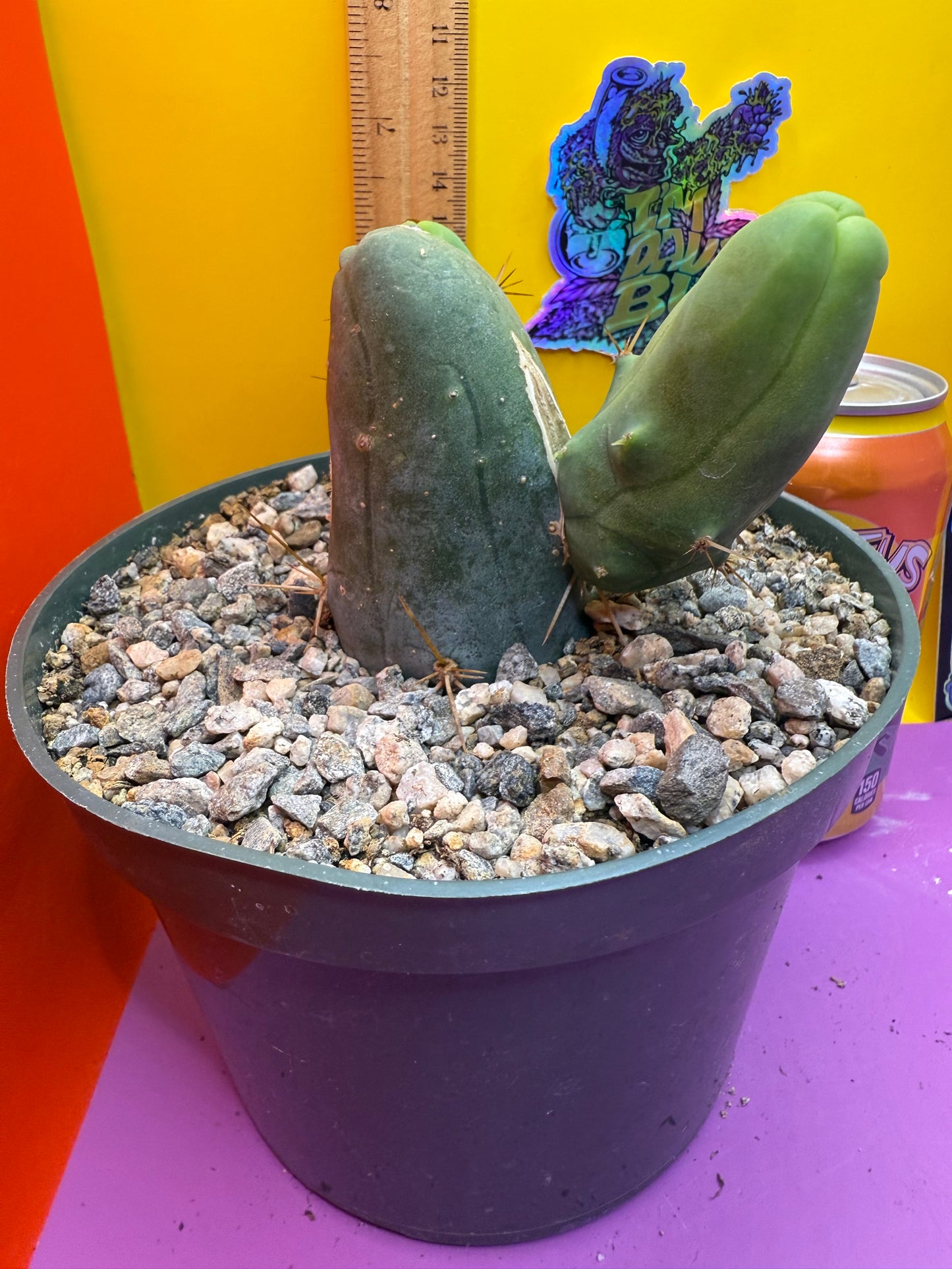 Tbm cactus for sale !