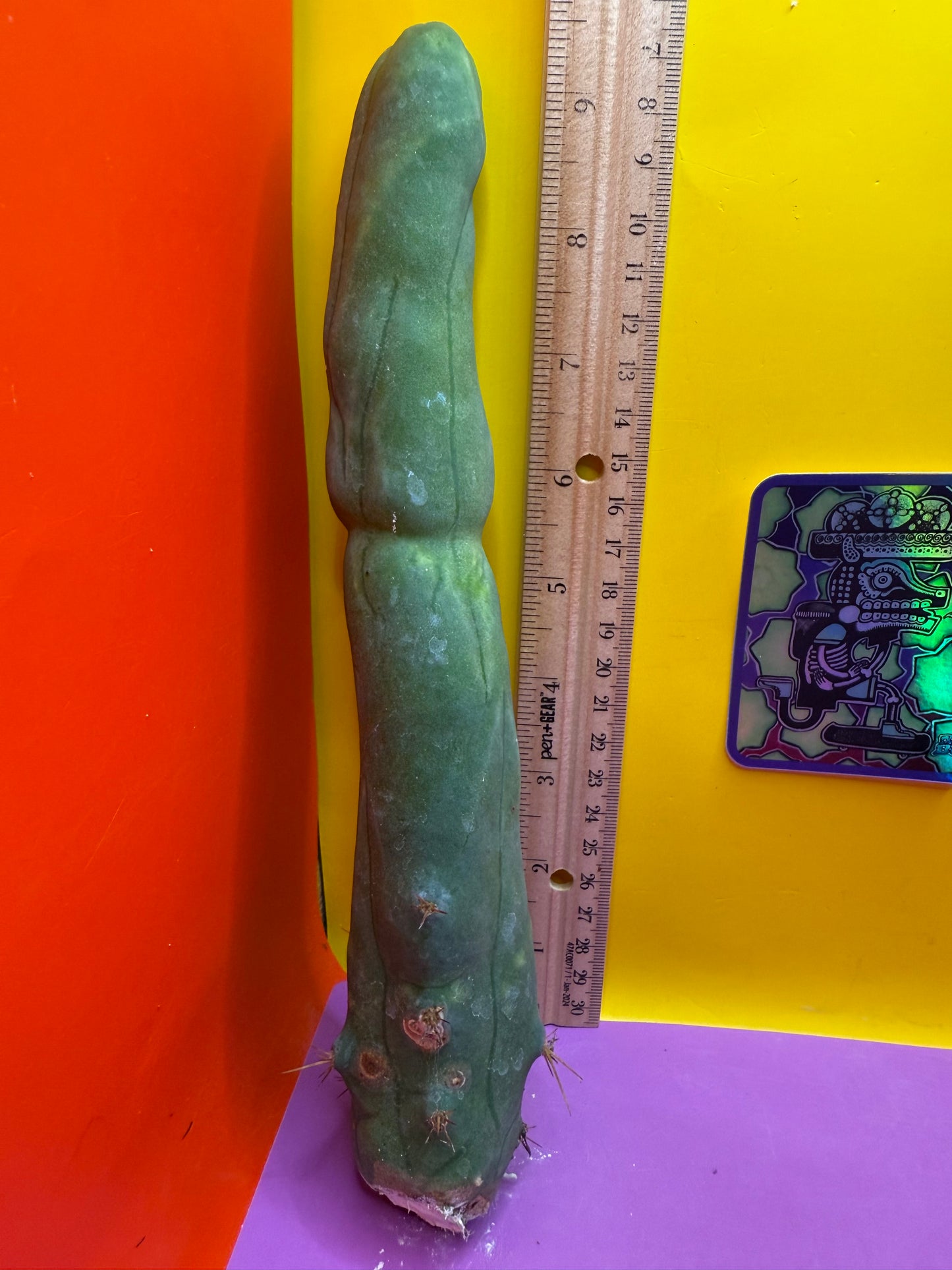 Long form TBM cactus cutting type A
