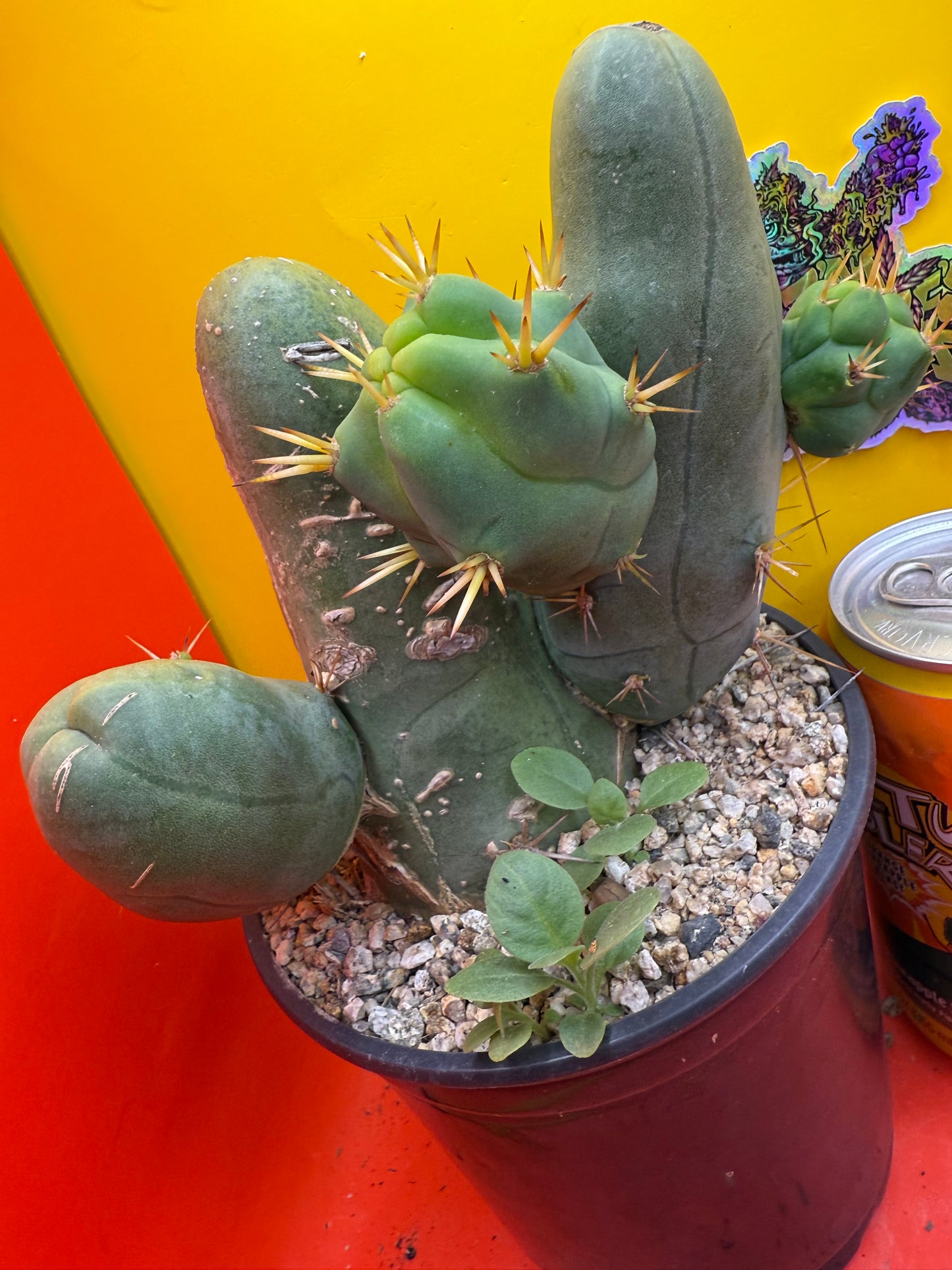 Exact cactus !