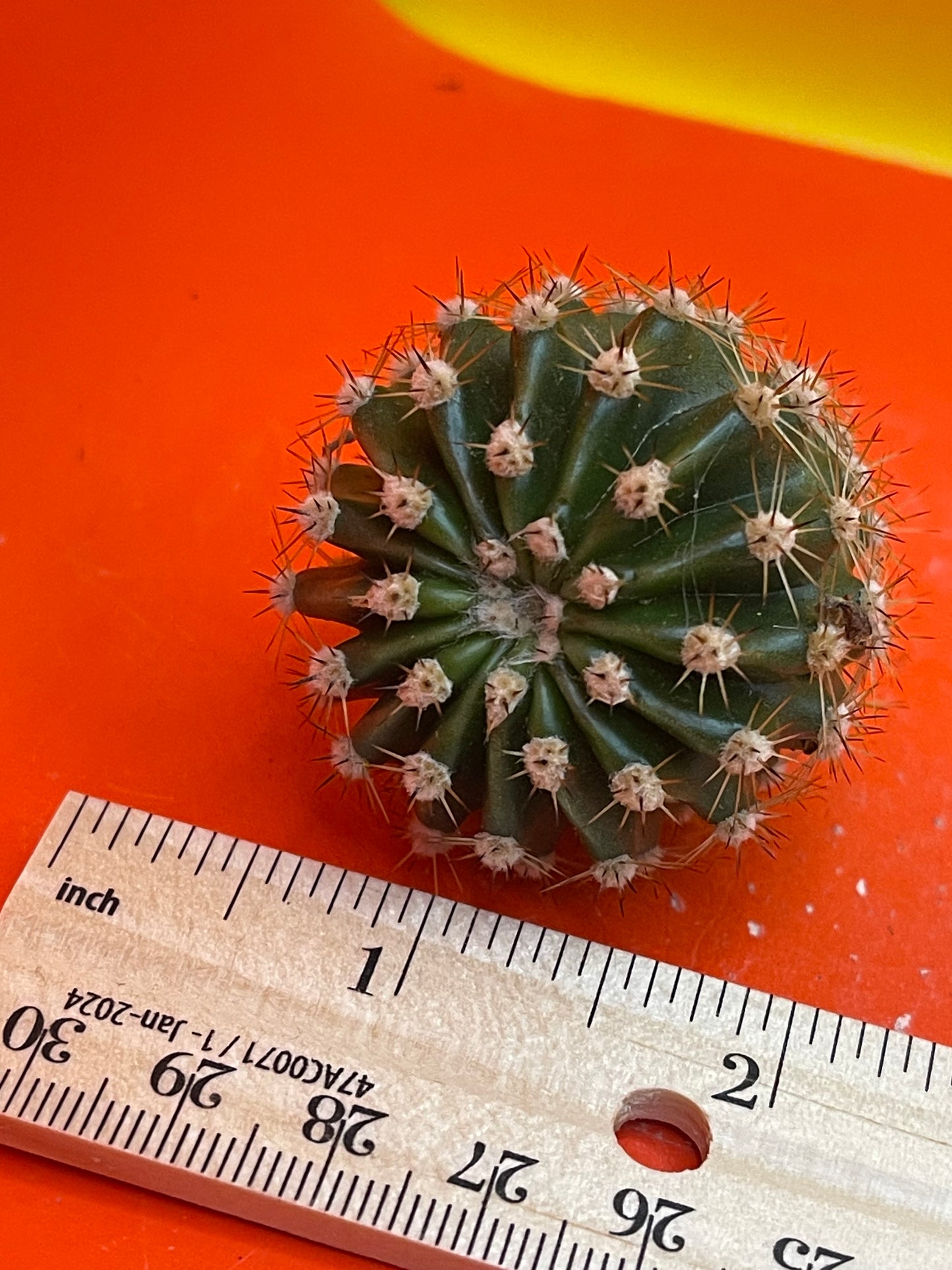 2$ echinopsis pups !!!