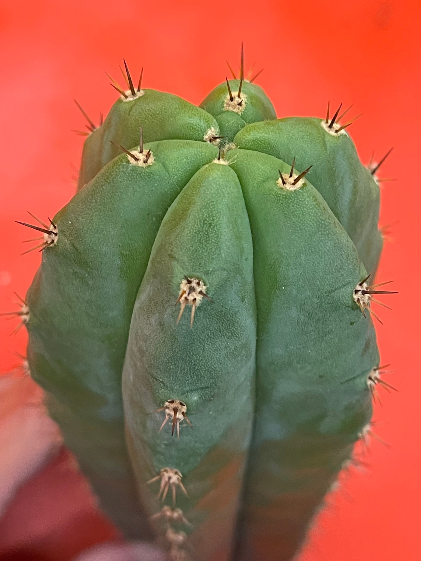 Trichocereus pallarensis x tpm
