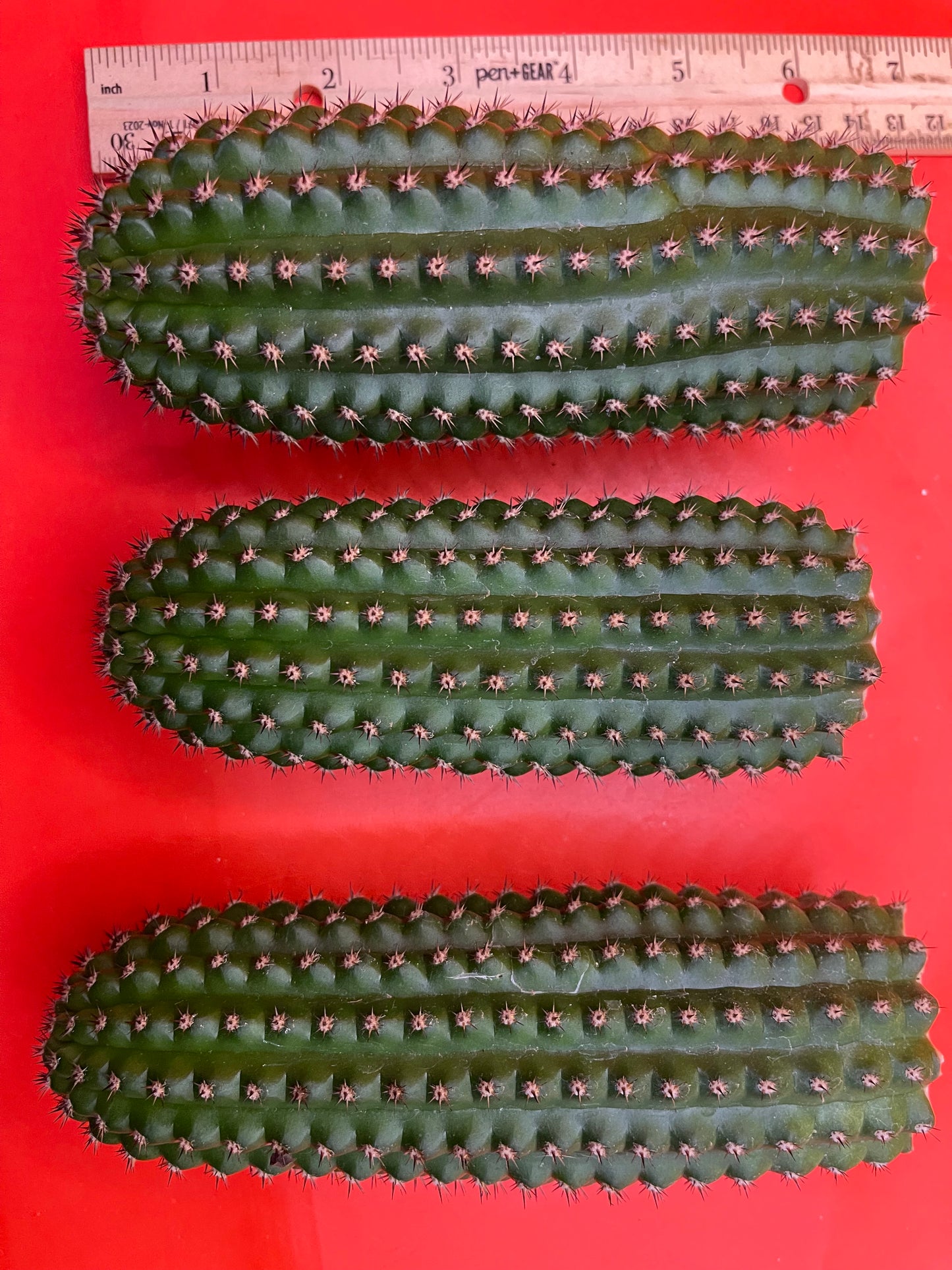 Trichocereus Brevispinulosus