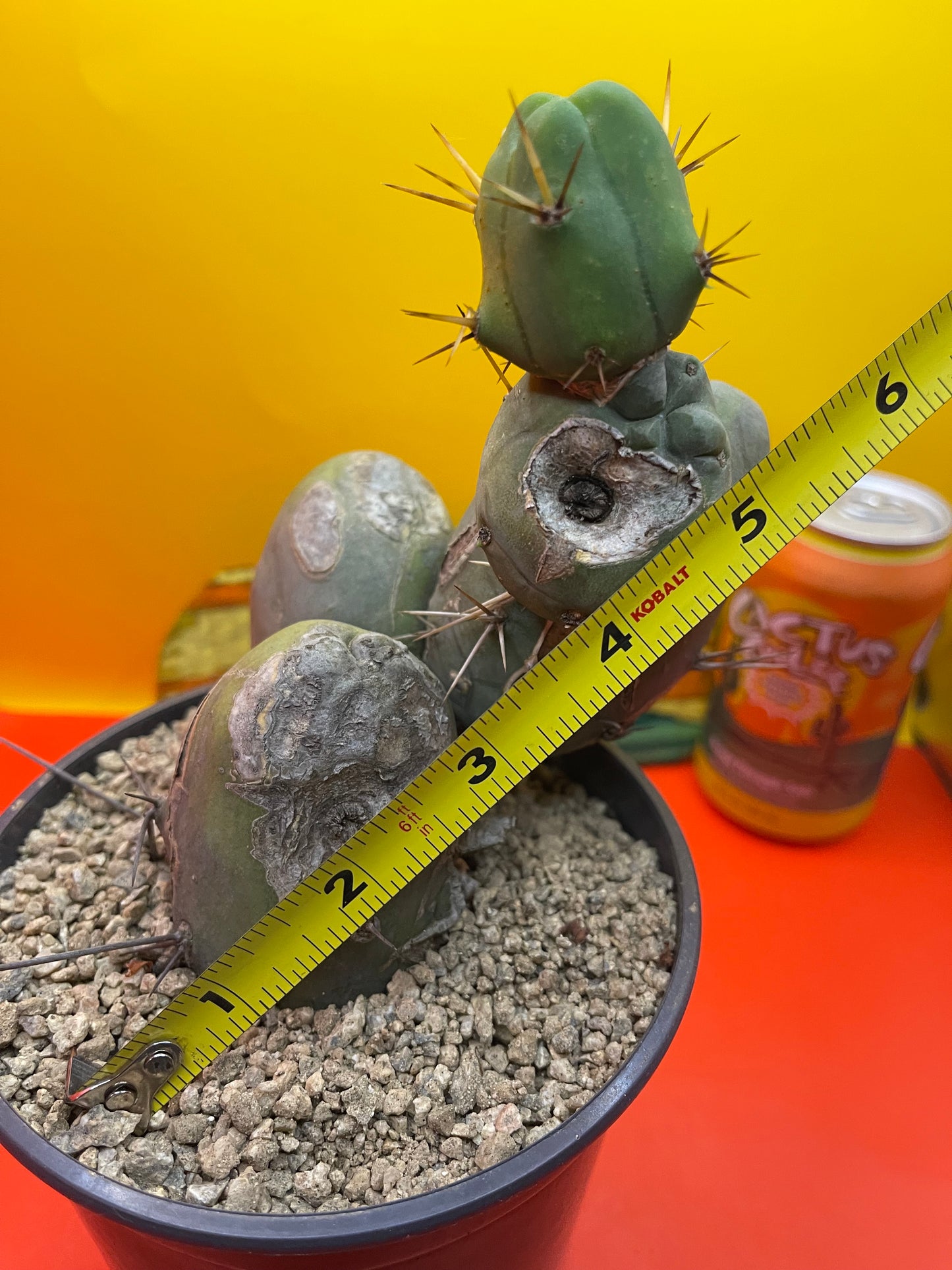 Tbm cactus !!!