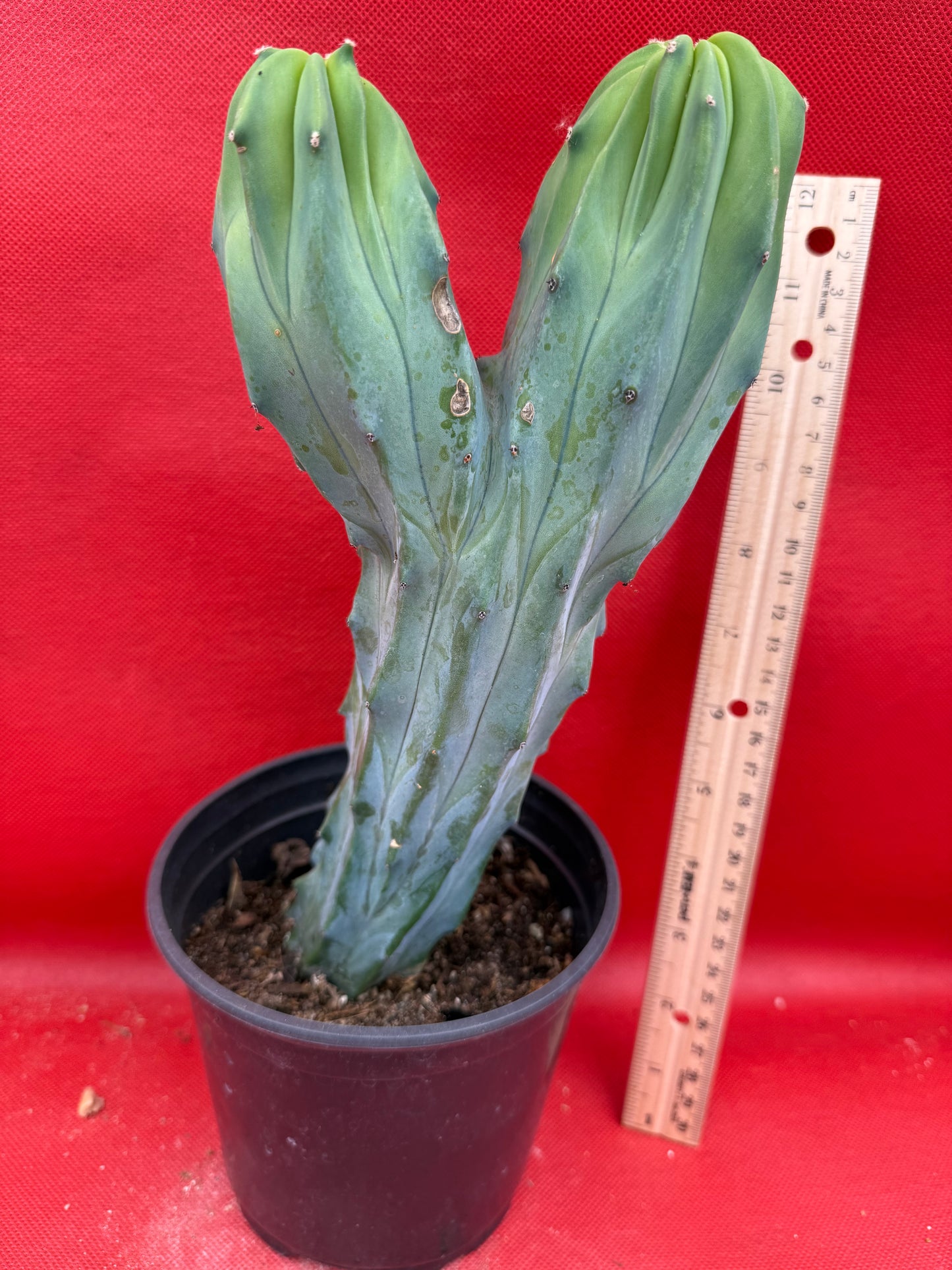 Dicot cresting Myrtillocactus!