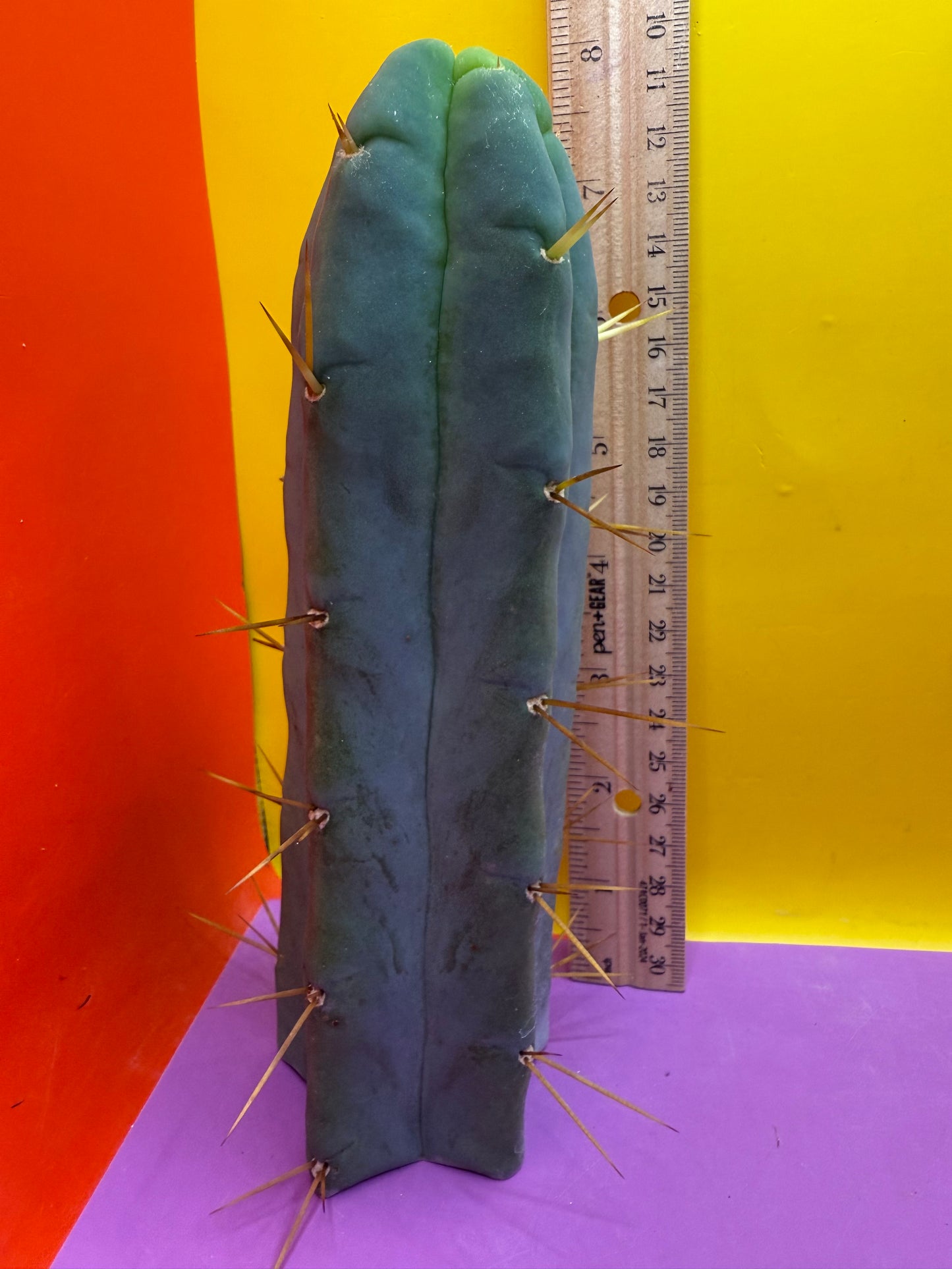 Trichocereus Bridgesii cutting of “DEL DIOS”