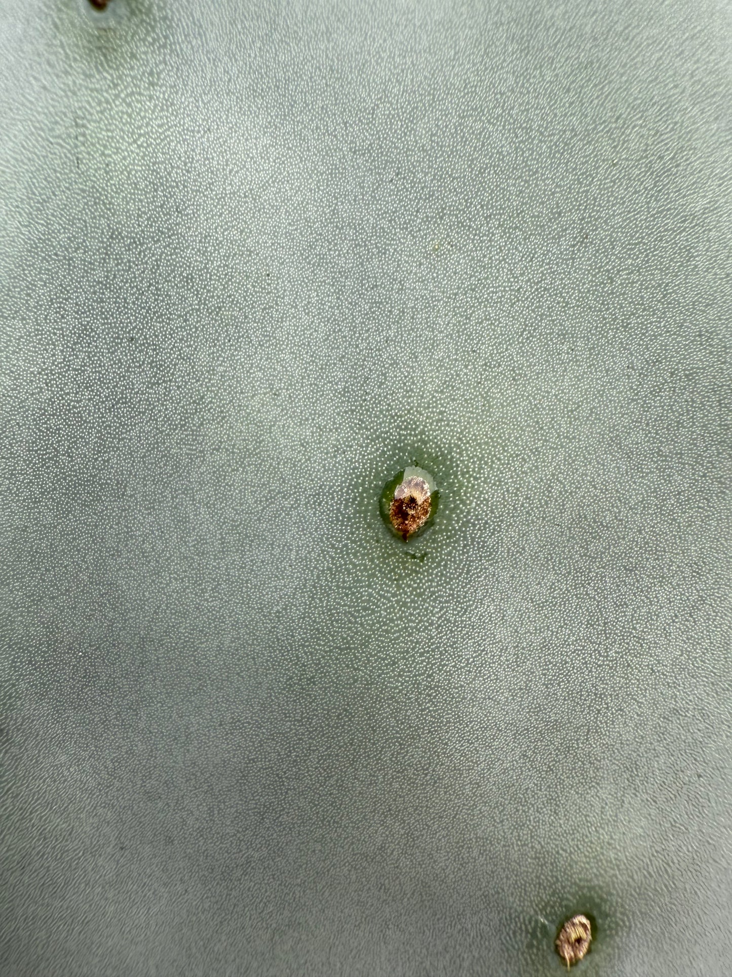 Spineless Opuntia
