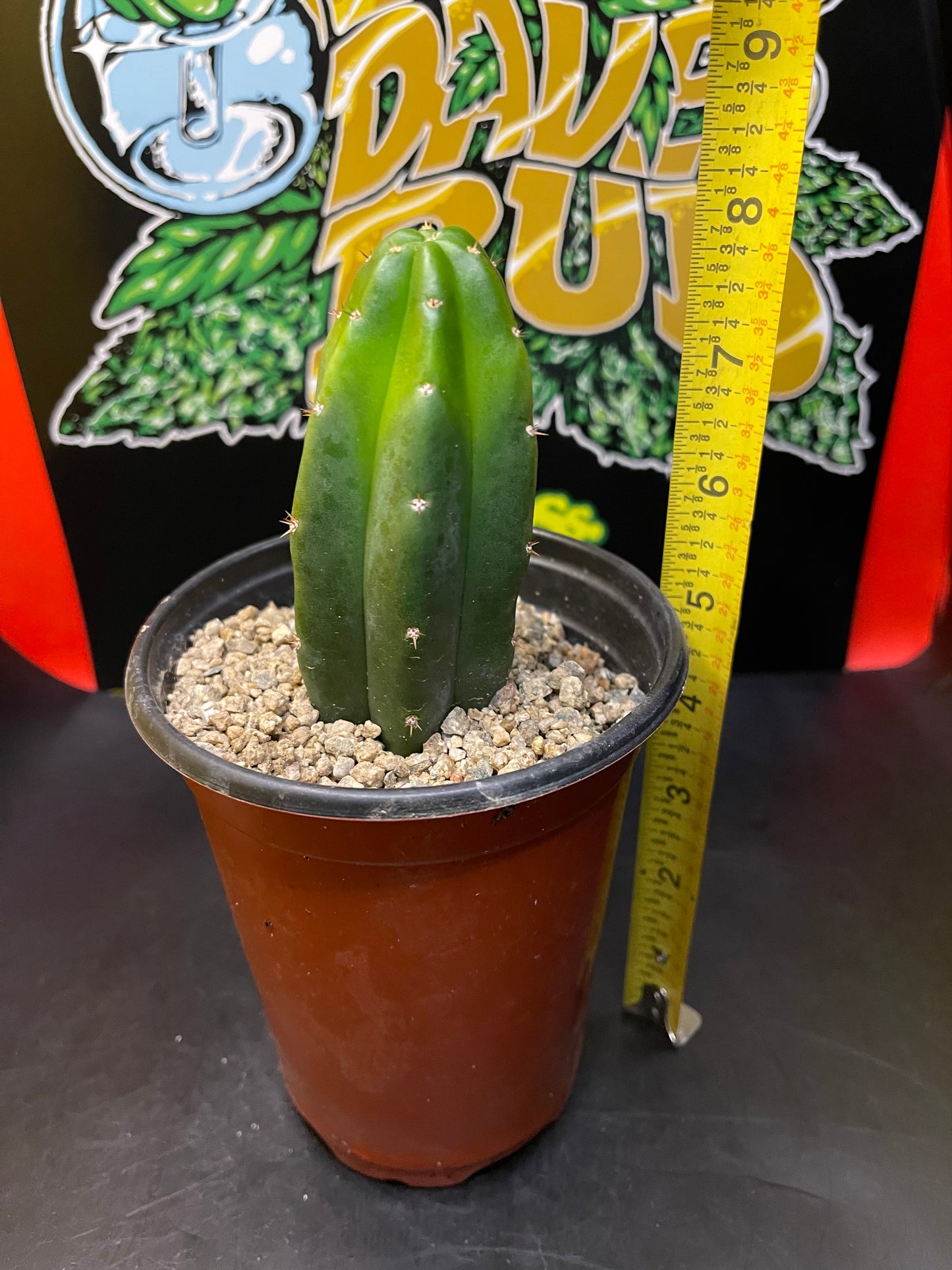 San Pedro cactus in a pot !