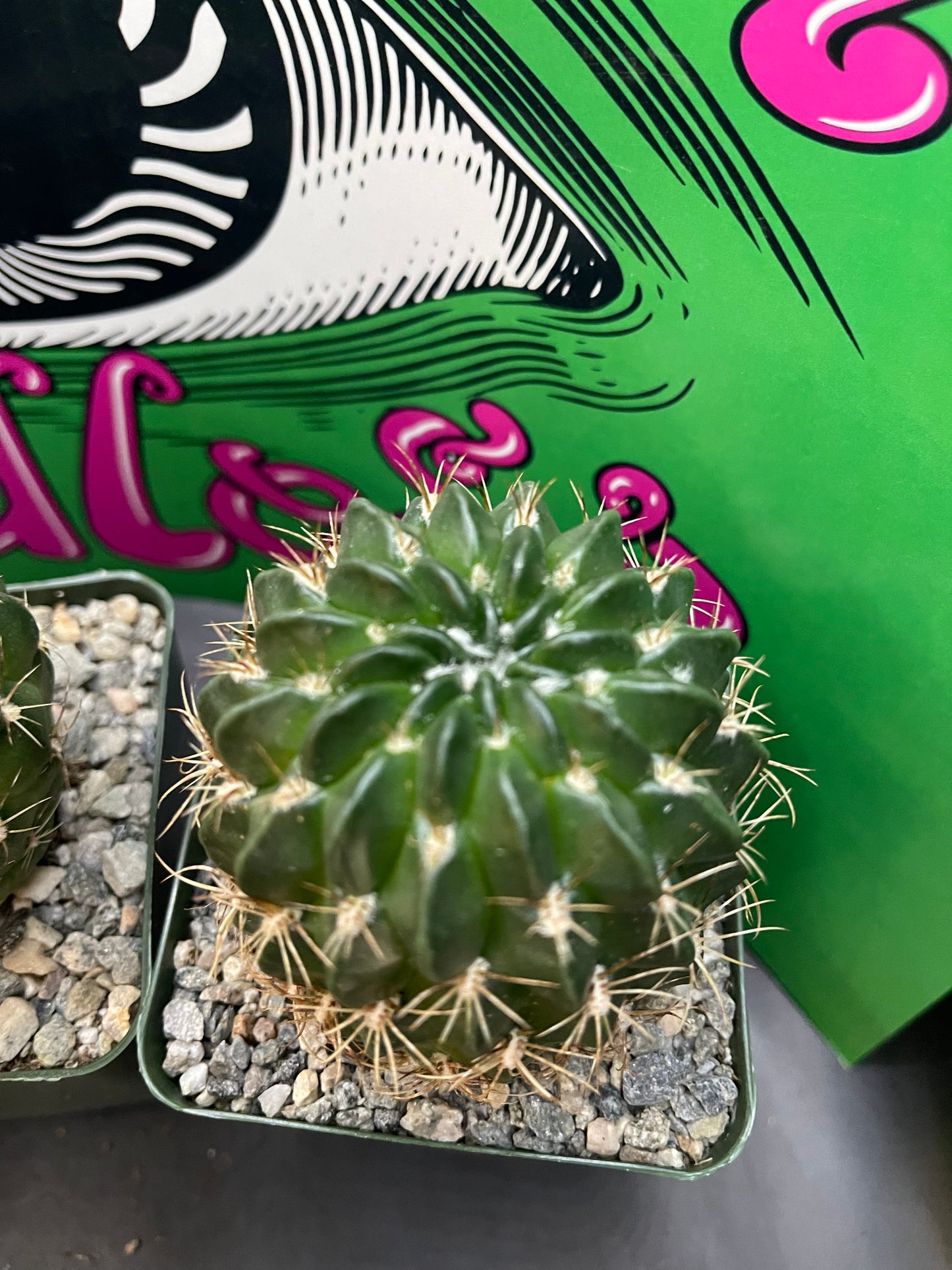 Lobivia !!!!These get Big gorgeous flowers , can be cross pollinated with trichocereus !!