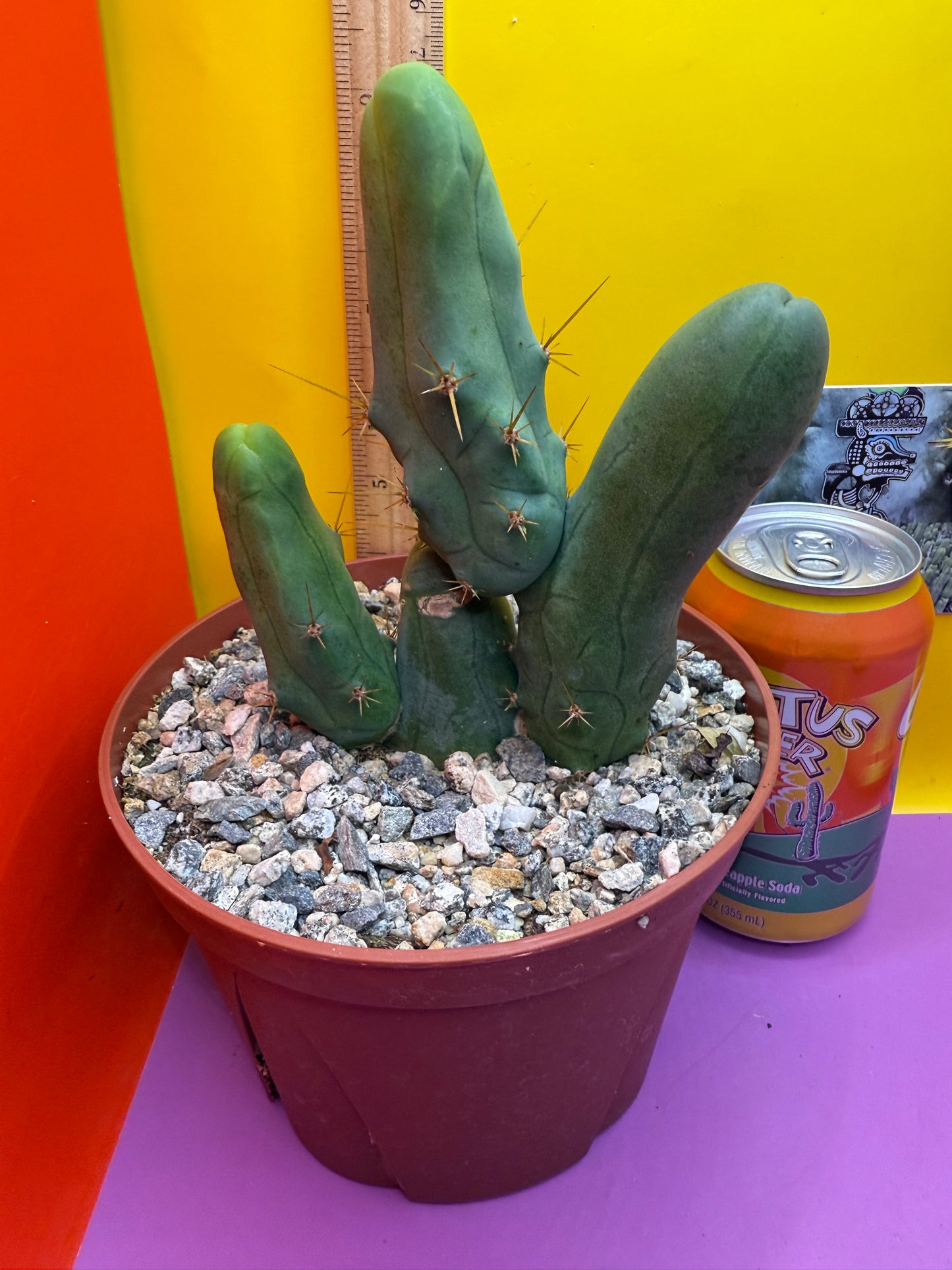 San Pedro Cactus TBM - comes in 6” wide pot !
