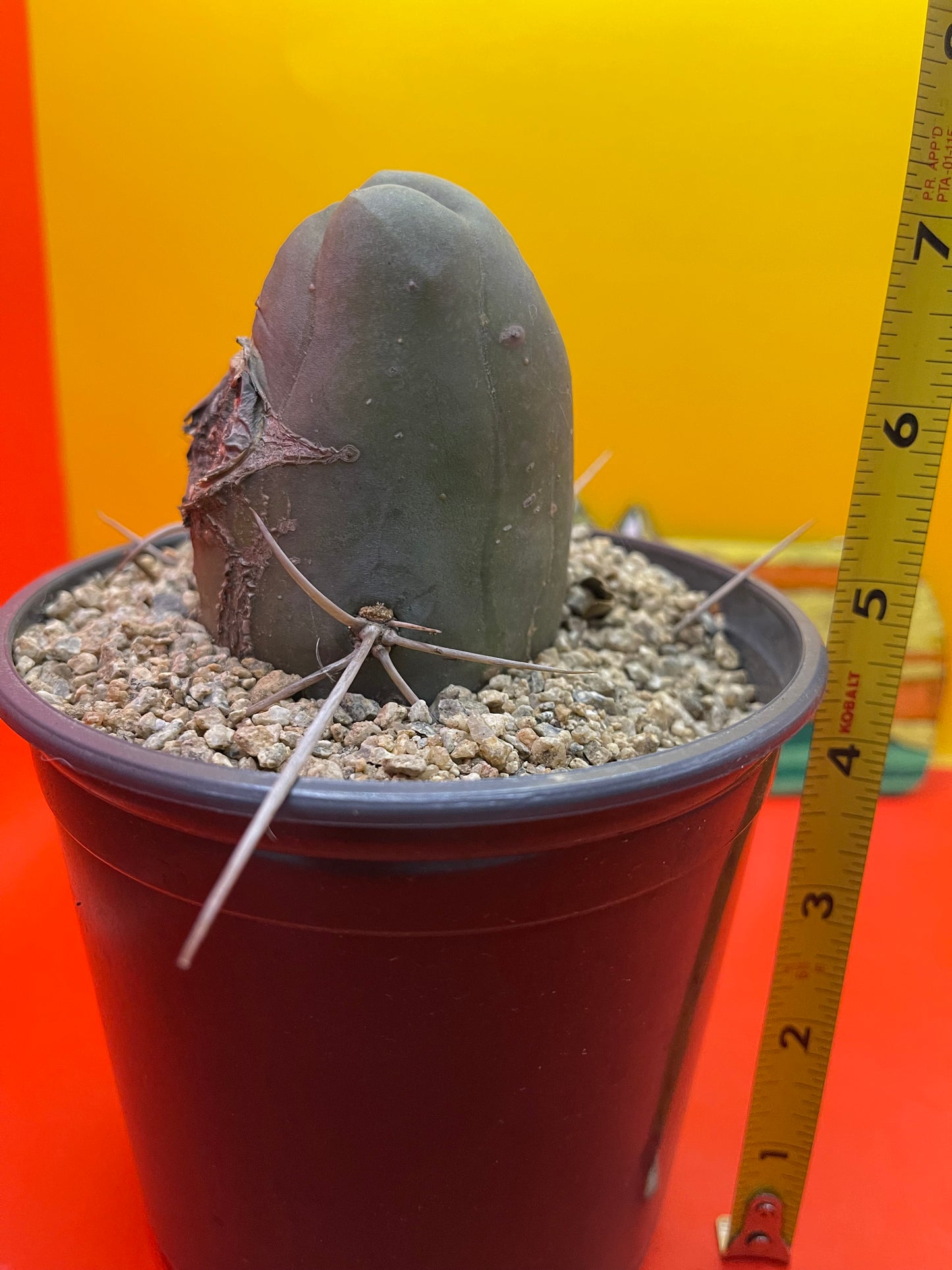 TBM , type B - comes in pot !