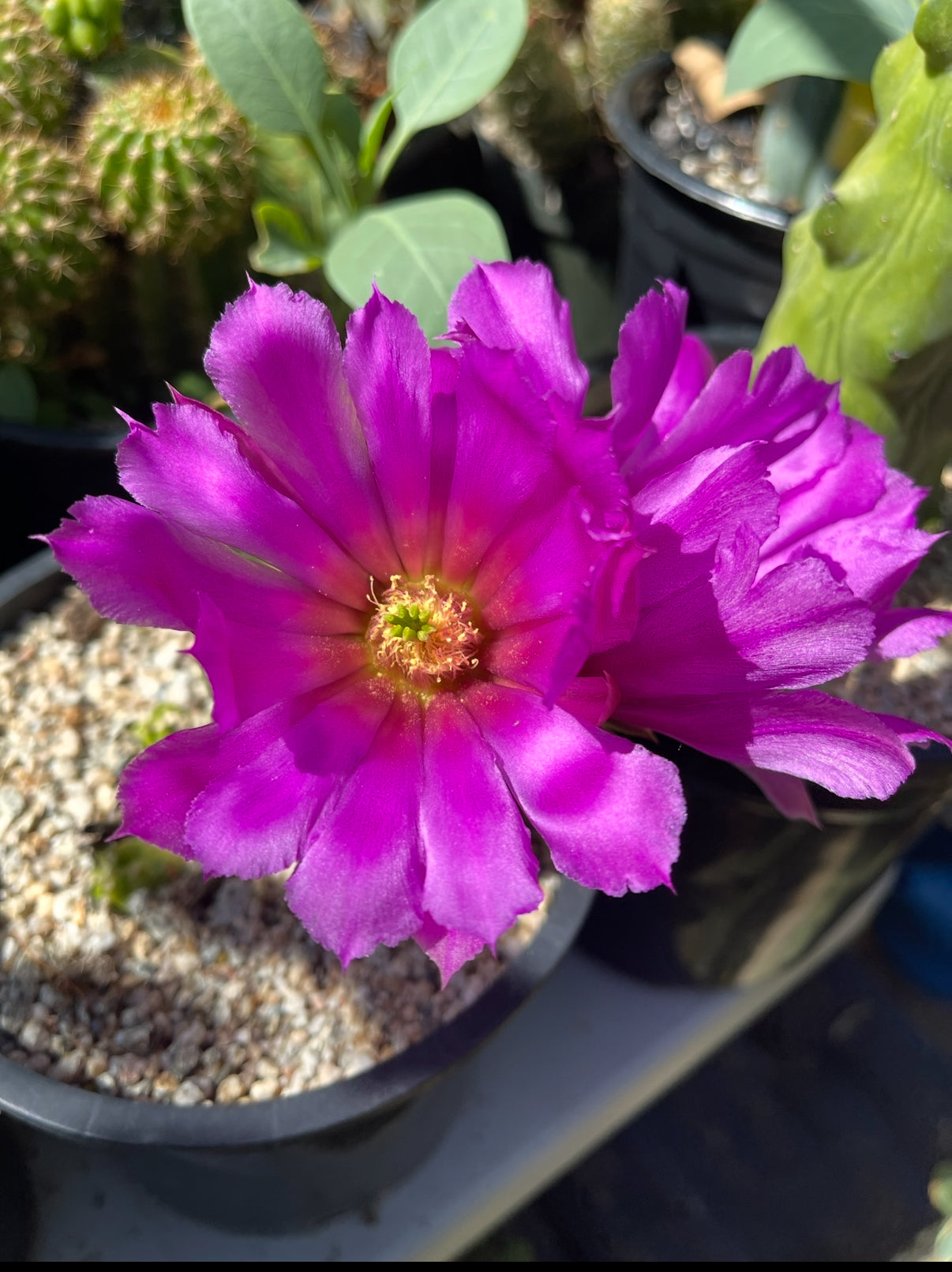 echinocereus viereckii morricalii fully rooted - ships in its pot
