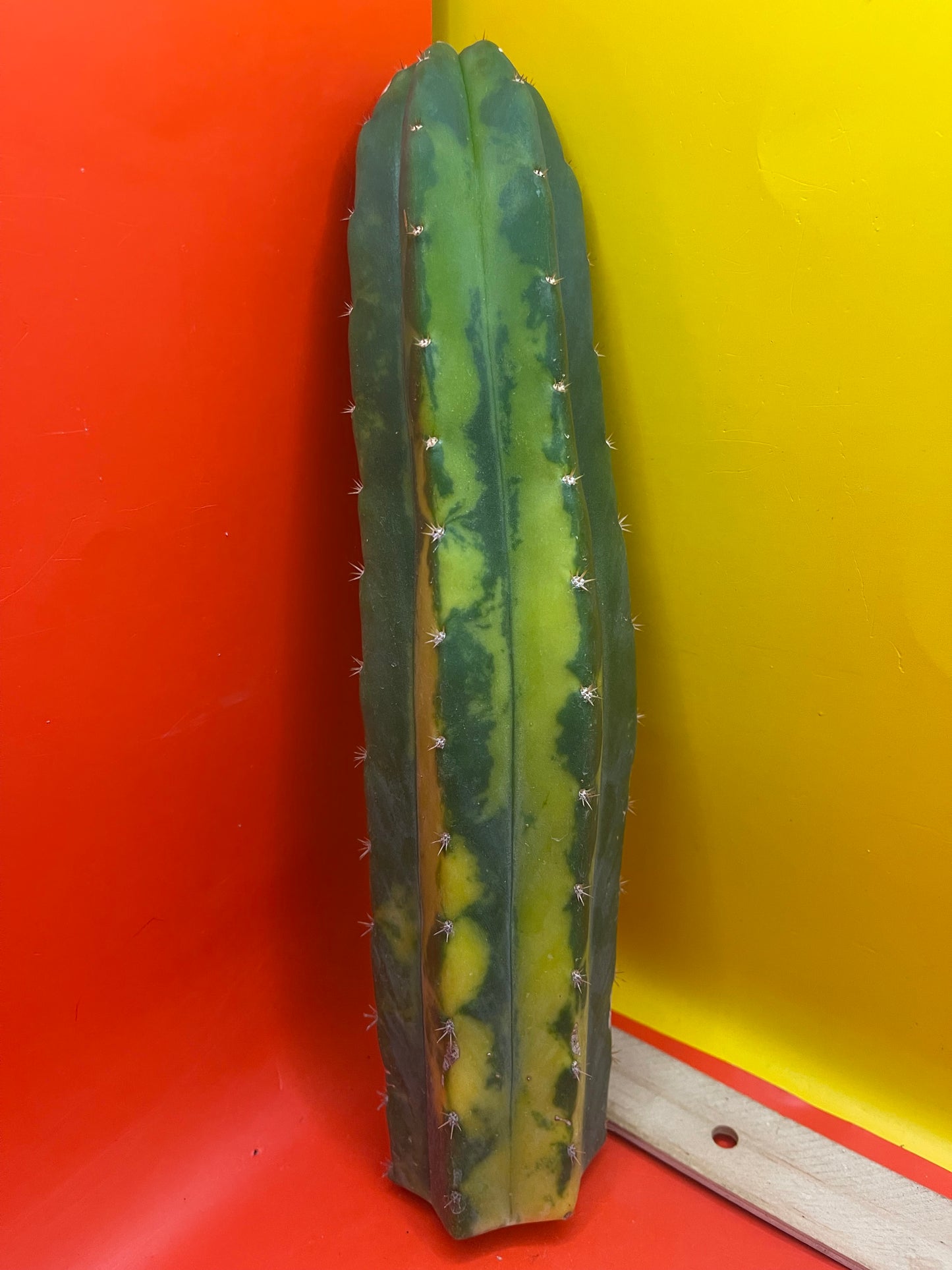 Variegated San Pedro Cactus !