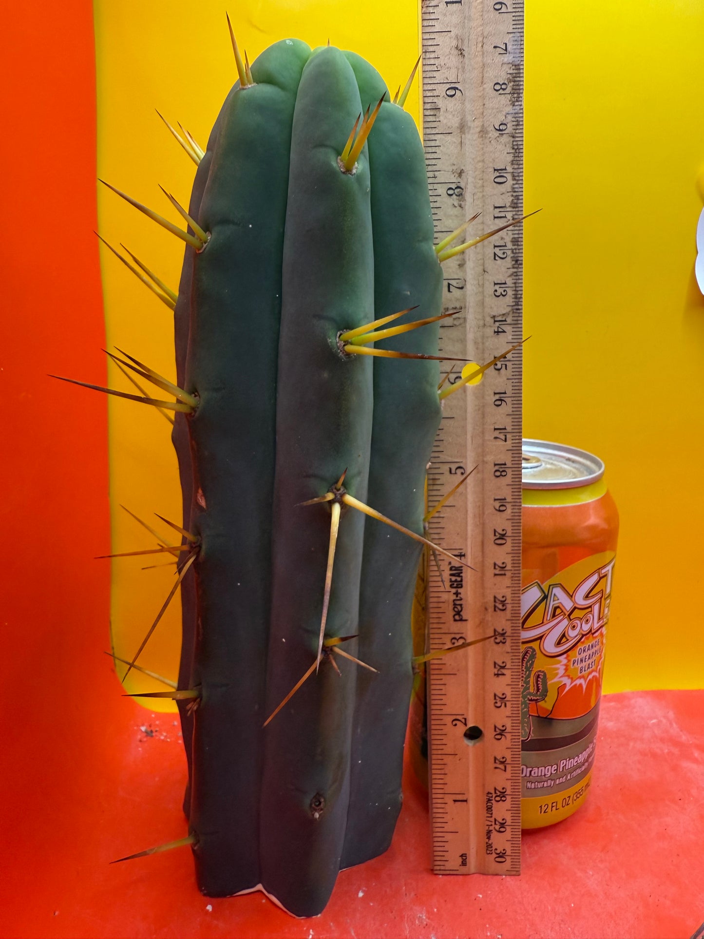 TRICHOCEREUS BRIDGESII!!