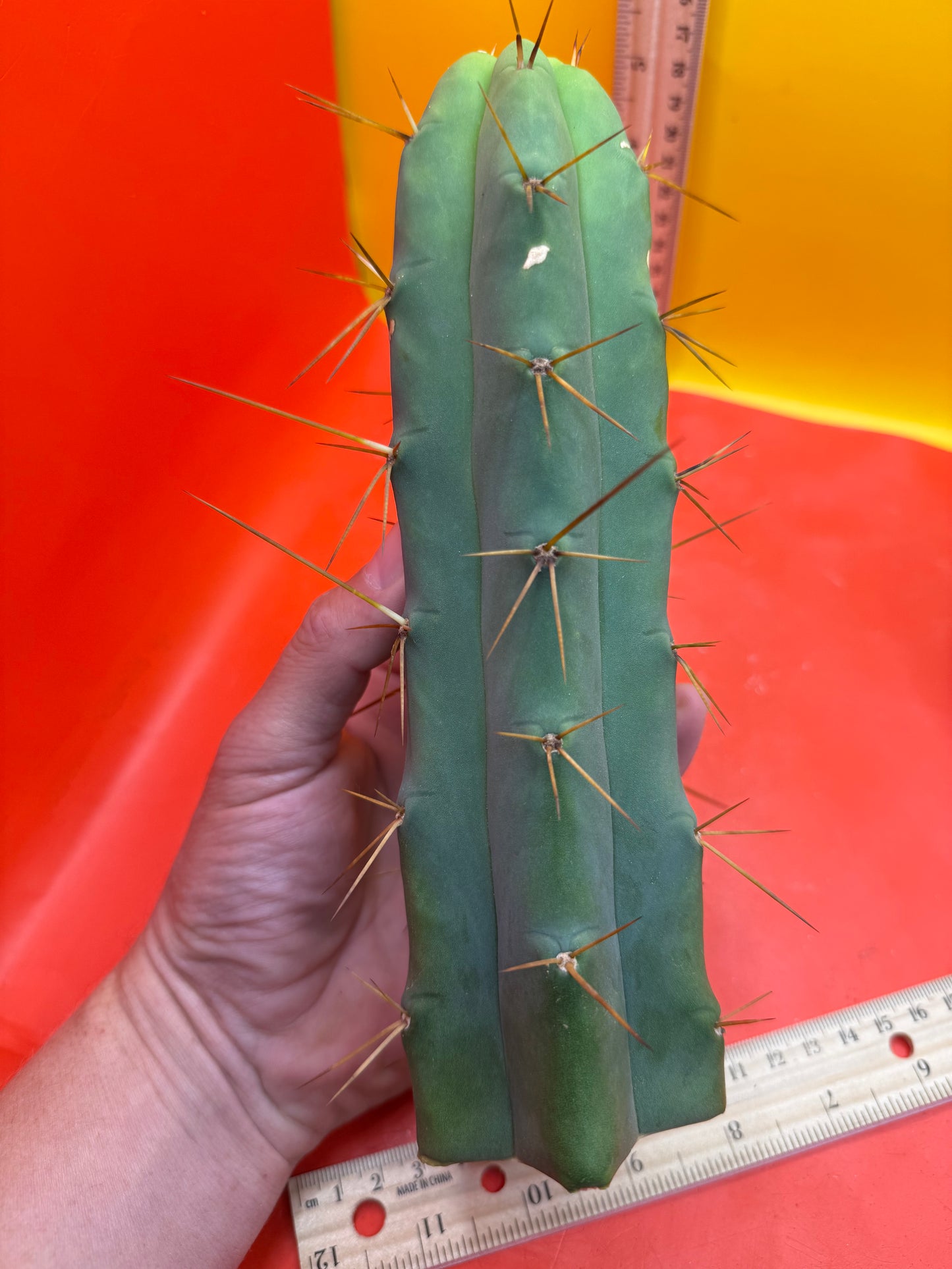 Trichocereus Bridgesii