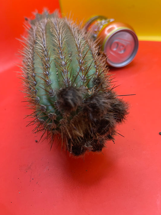 Trichocereus Spachianus ! With flower buds !