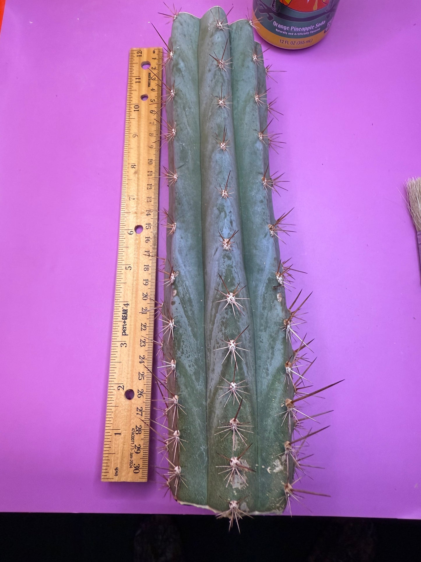 Sharxx Blue O.p. , this exact mid section cactus cutting