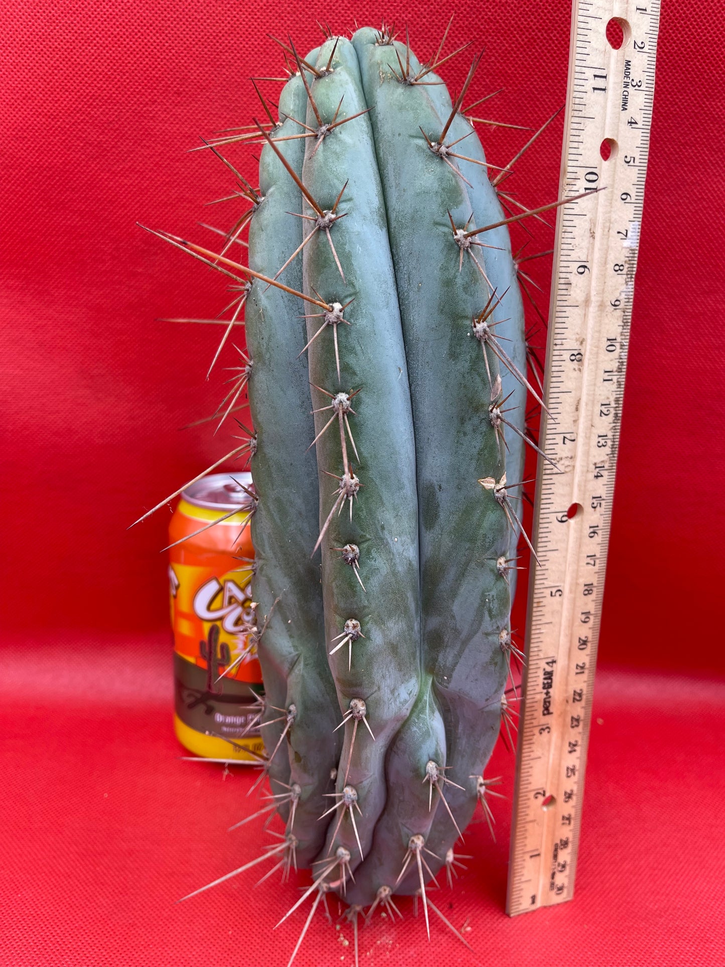 Trichocereus “Serra Blue”