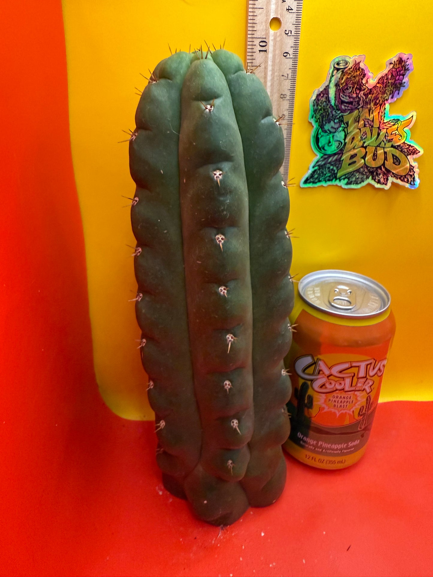 TPM ! Exact cactus