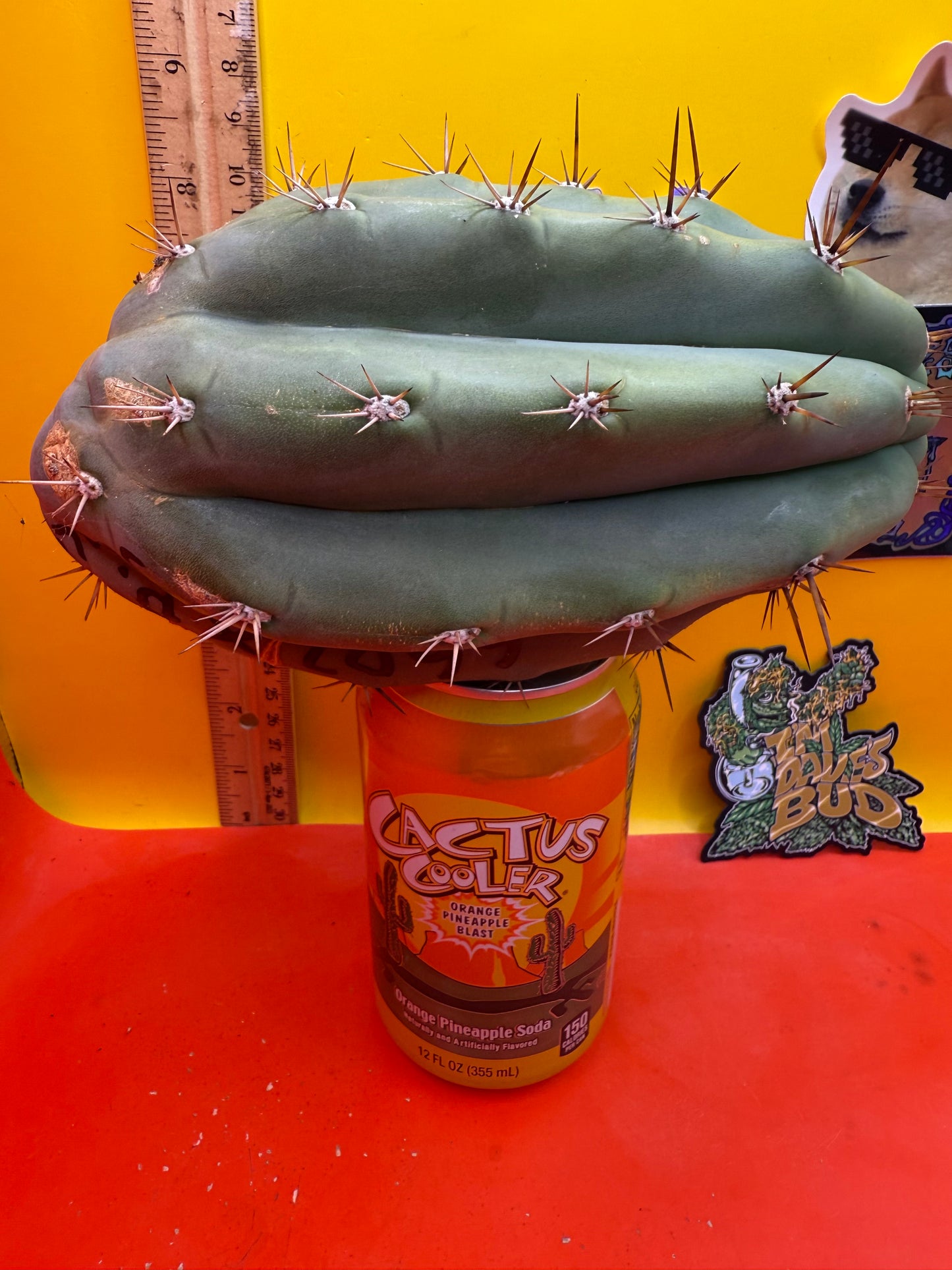 SSO2 x (Peru x Juules Giant) ! Seed grown cactus! BRIDGESII X PERUVIANUS X PACHANOI