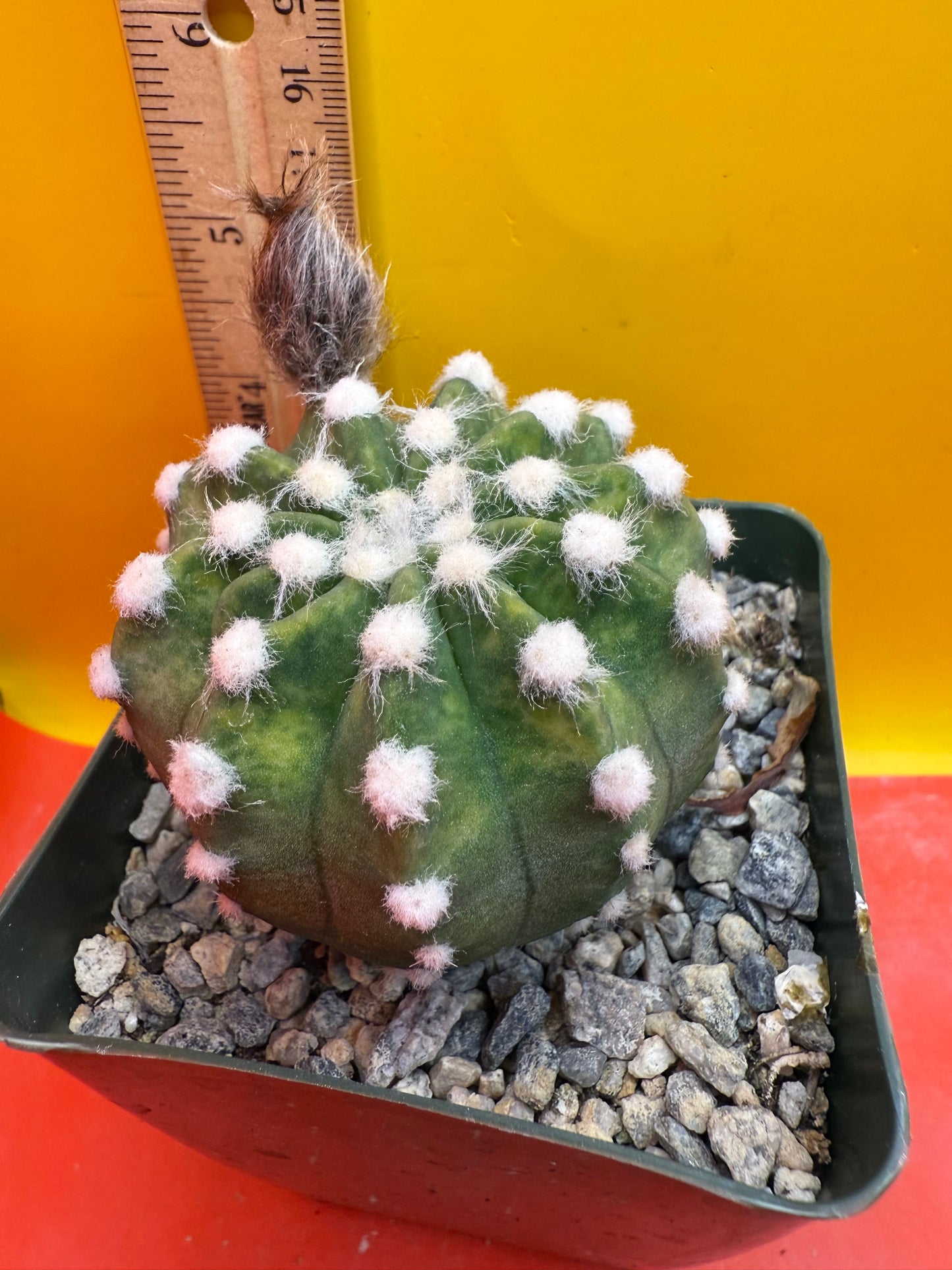Domino cactus with fat flower bud !!