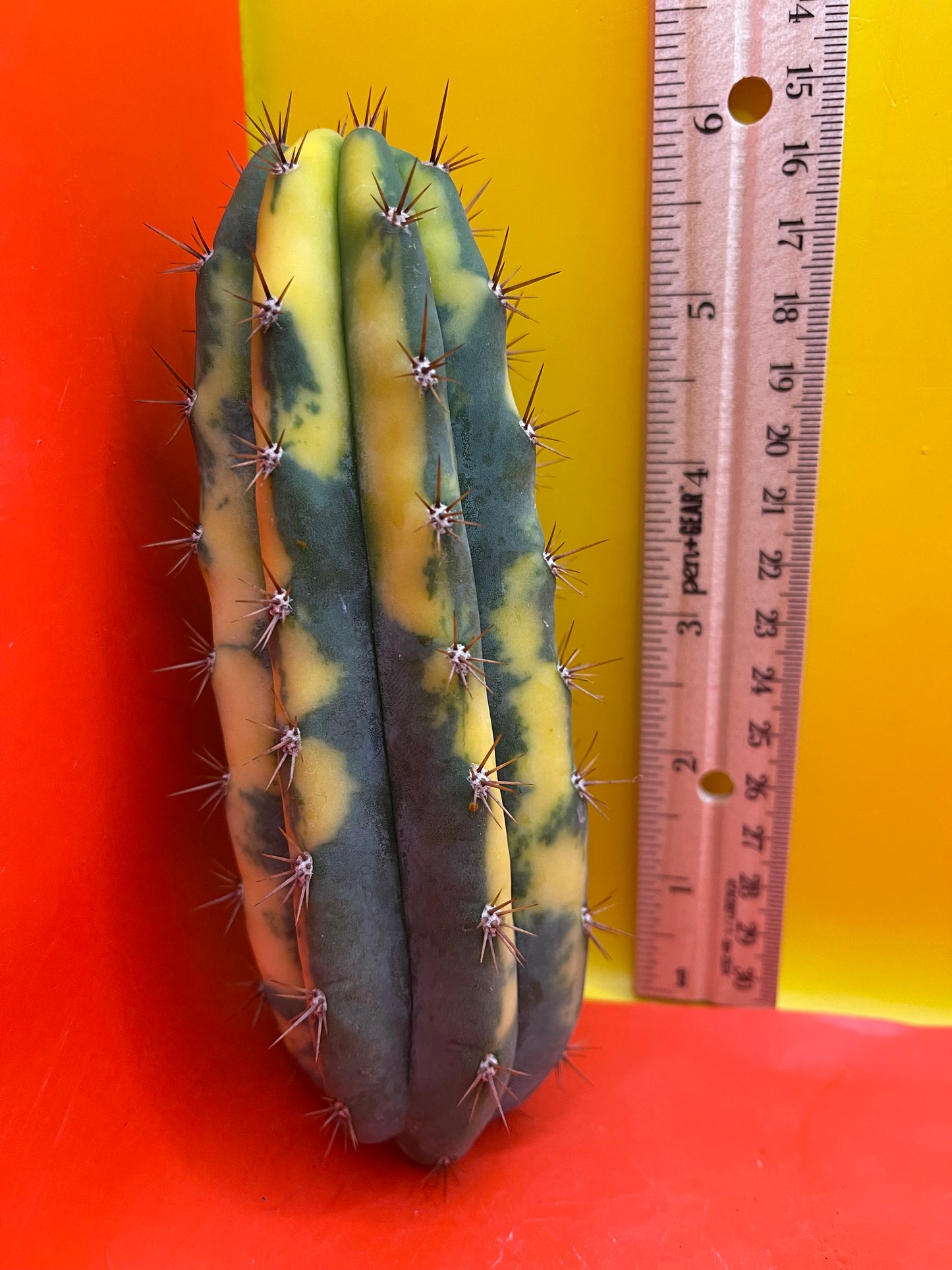 Variegated San Pedro Cactus trichocereus !