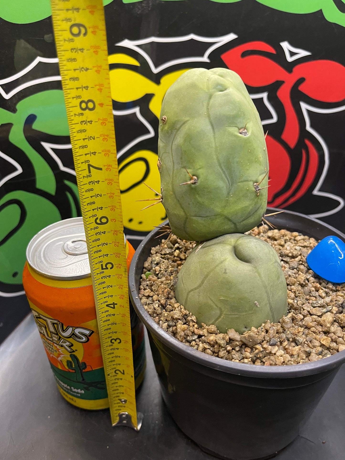 TBM - San Pedro cactus🌵