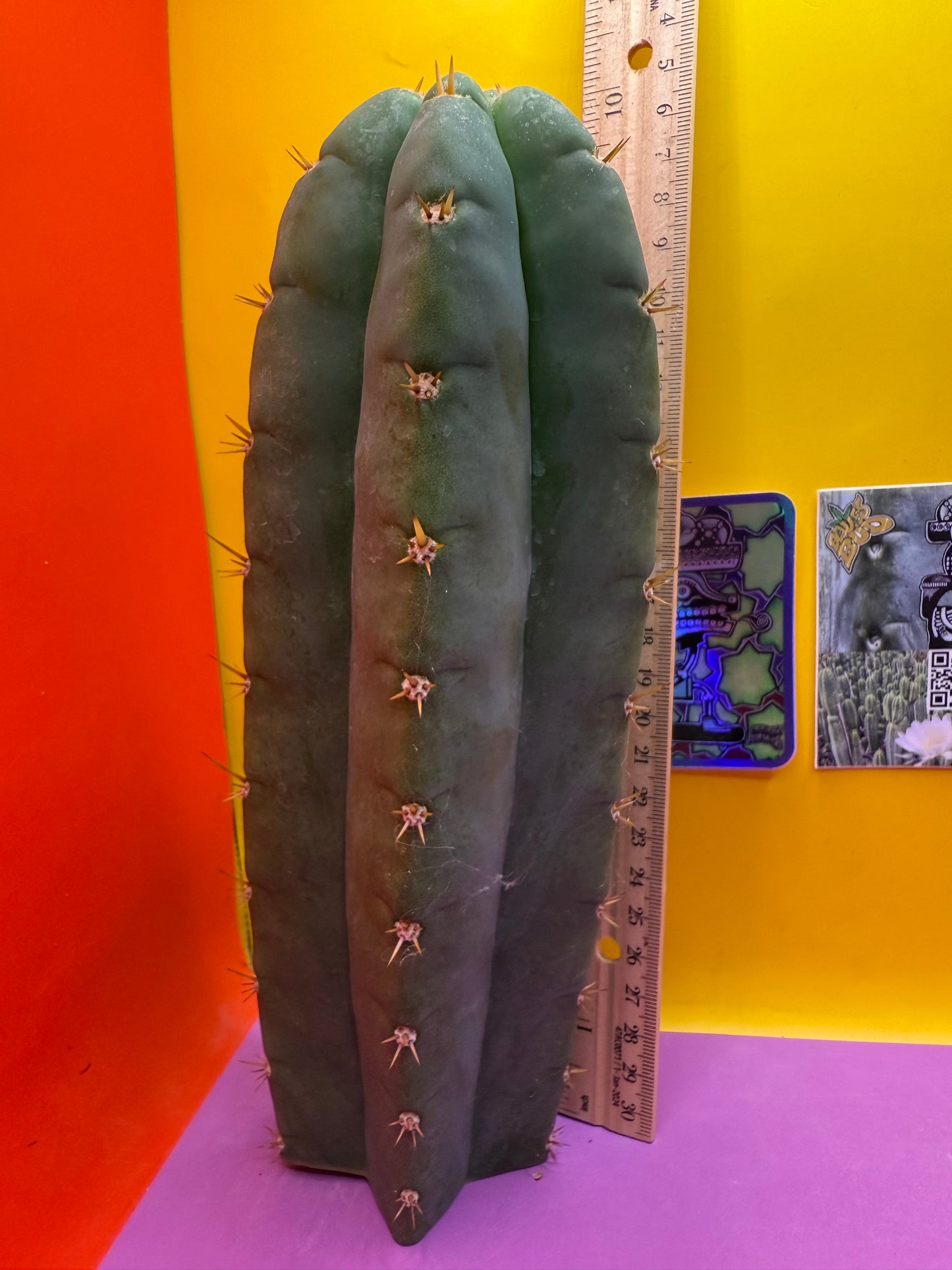 Juuls Giant x Helen