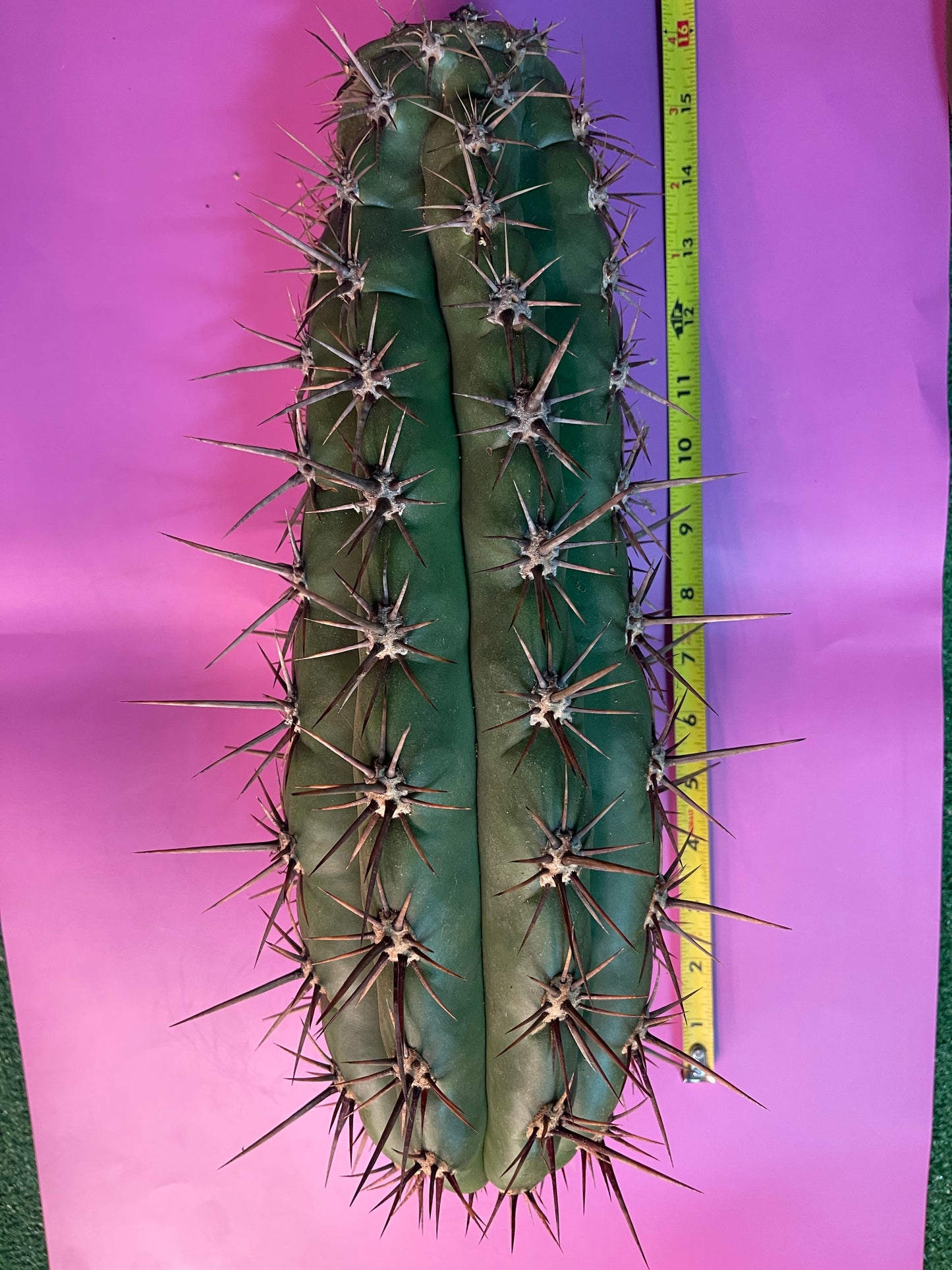 TRICHOCEREUS TACAQUIRENSIS