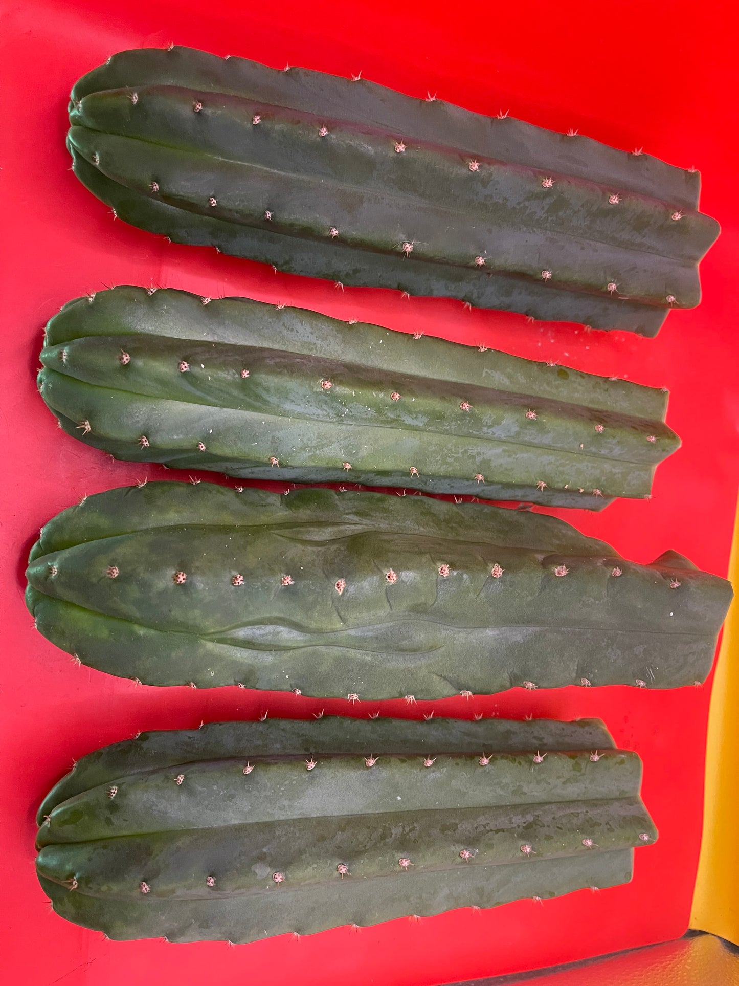 Fresh cut San Pedro Cactus !