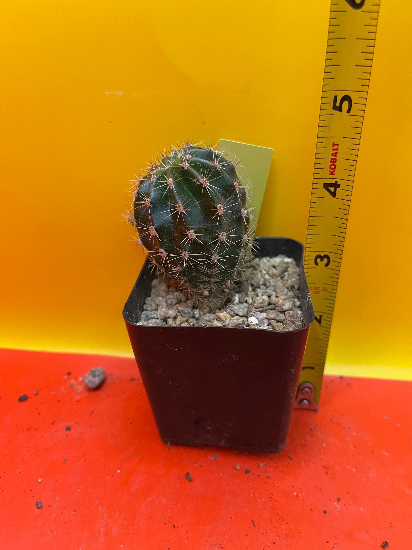 Yellow flowering echinopsis potted cactus !