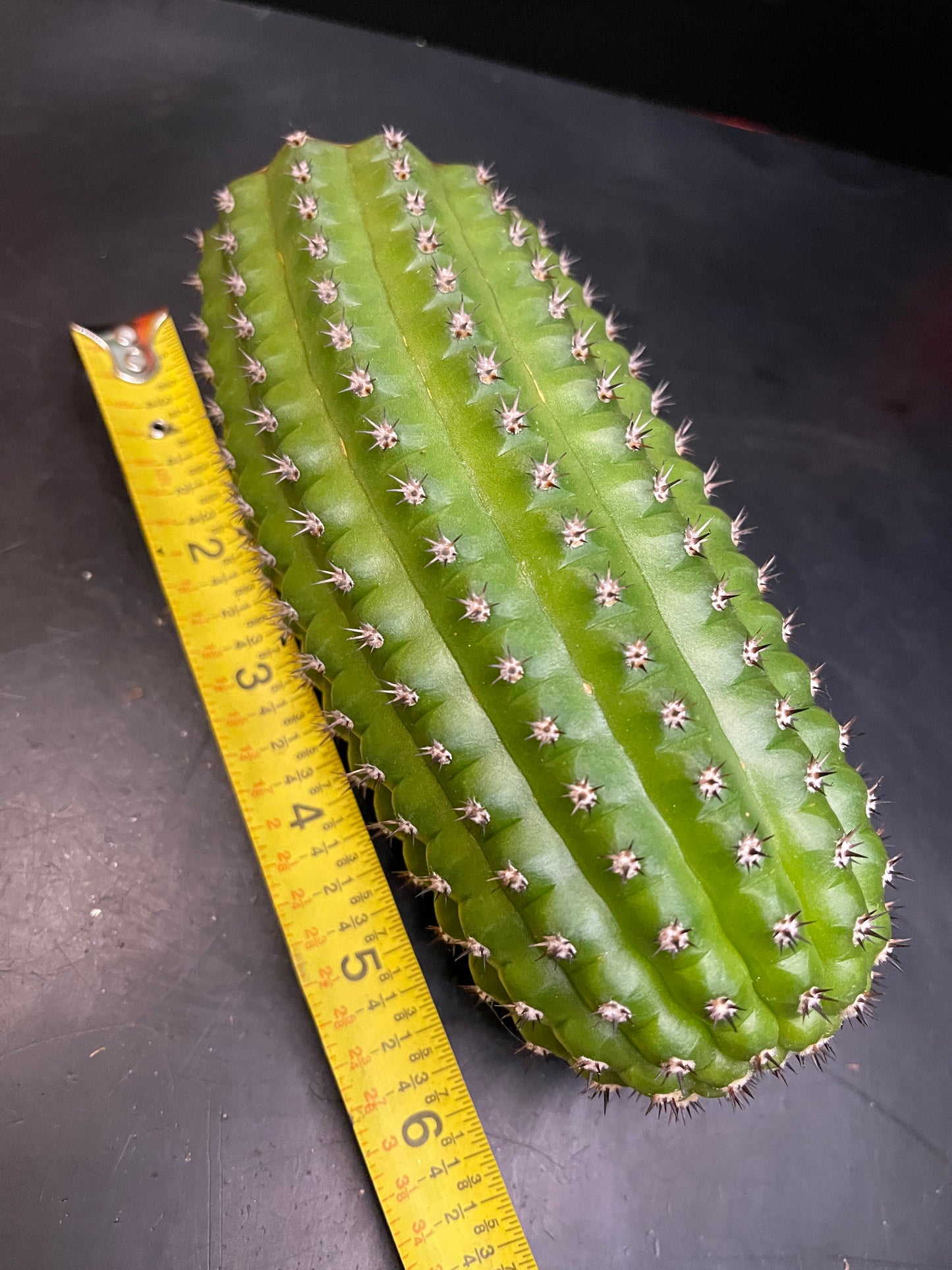 Trichocereus brevispinulosus