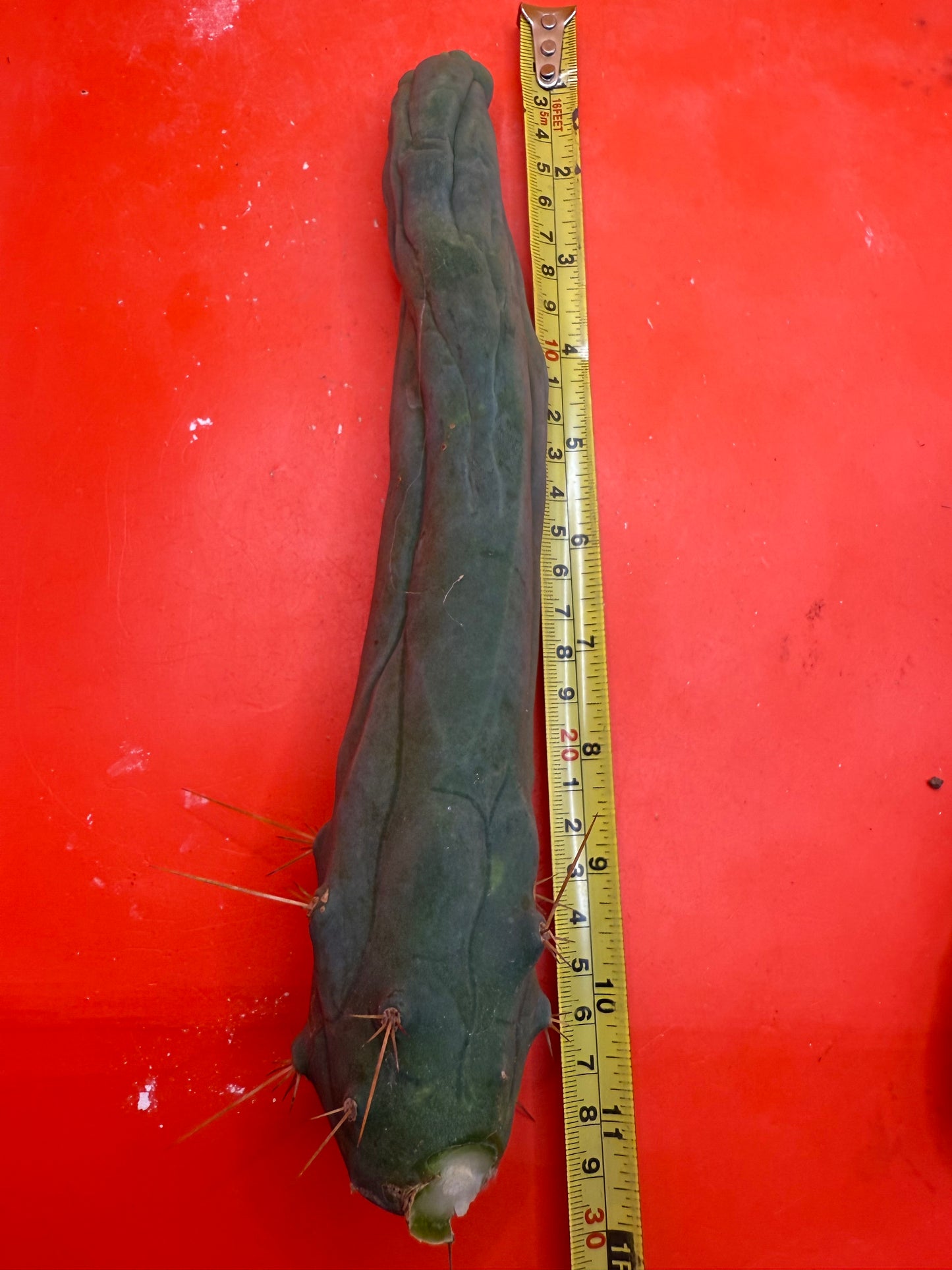 TBM-A LONG FORM CACTUS