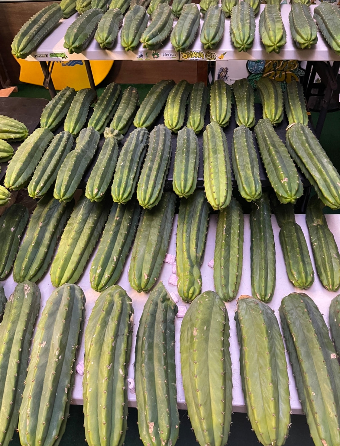San Pedro cactus 12”-16” long !fresh cut on Saturday !