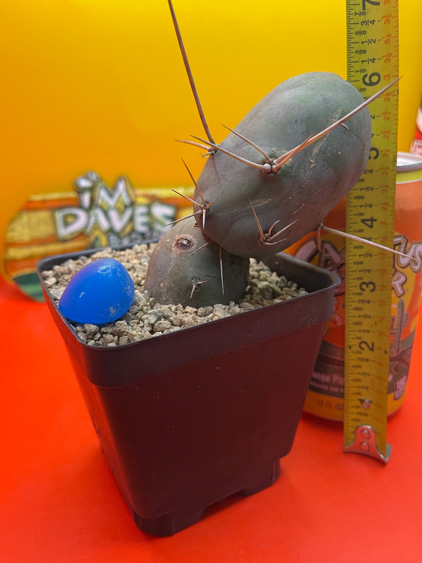 Tbm CACTUS !!!
