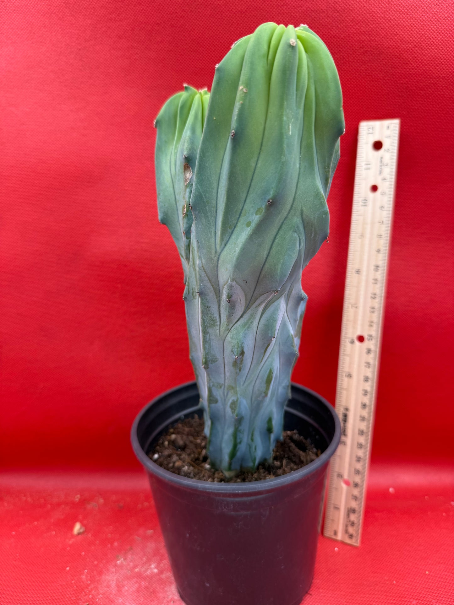 Dicot cresting Myrtillocactus!
