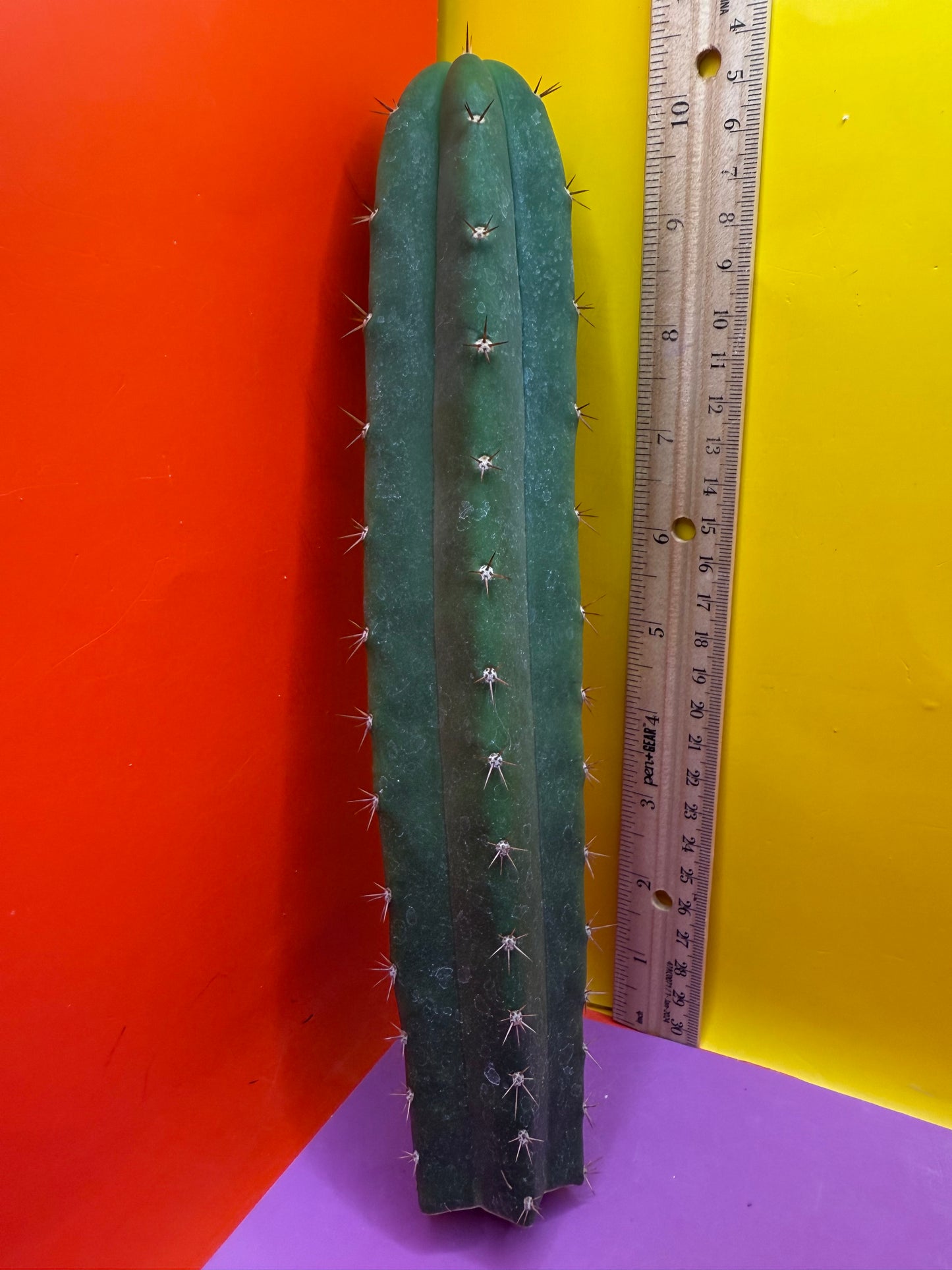CAHUILLA OP this exact cactus  !