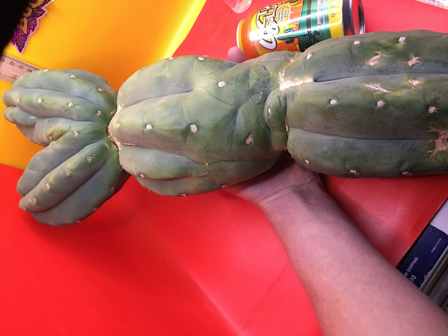 HUGE CAHUILLA Dicot , double header !